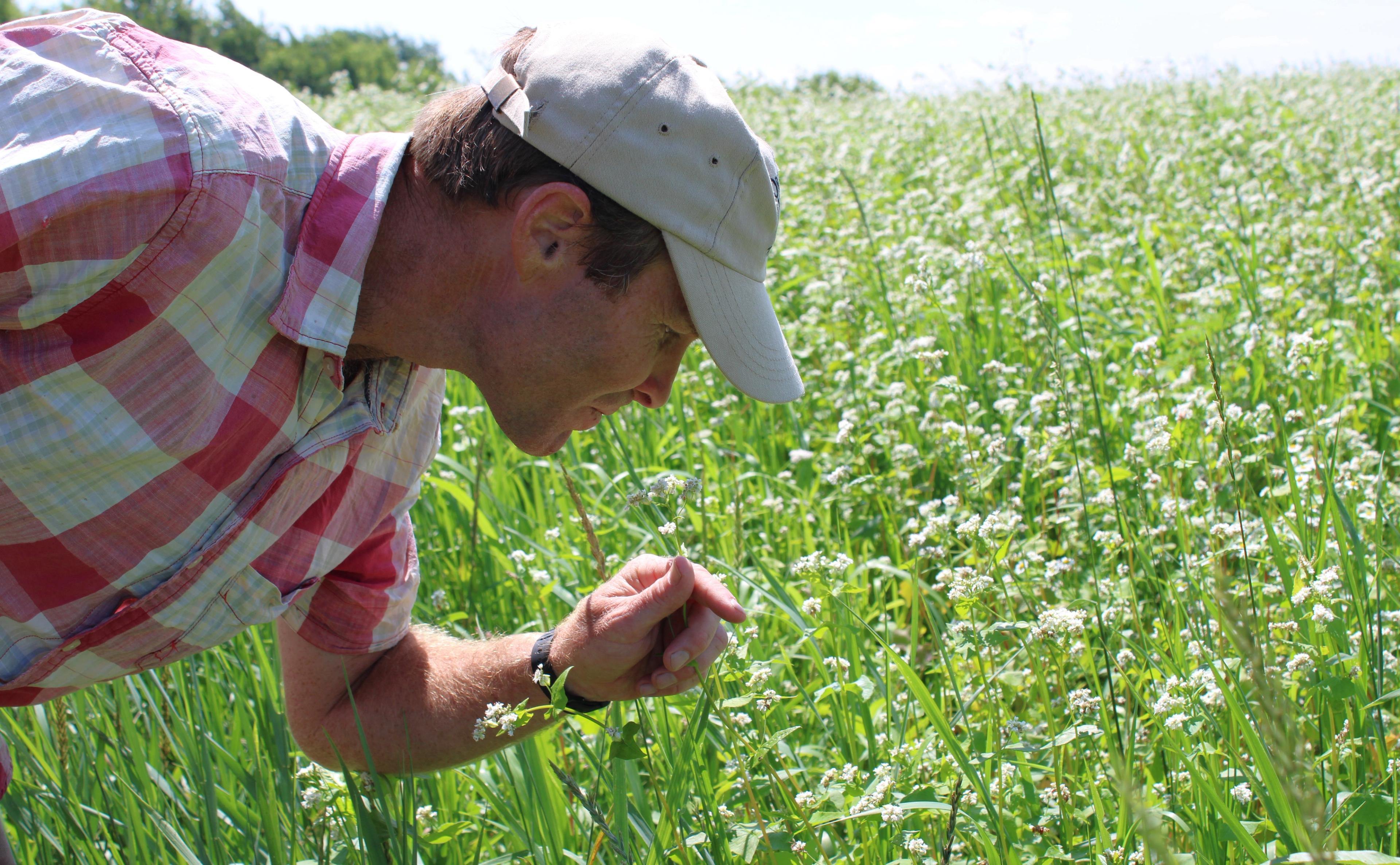 A man takes a close look at a buckwheat plant.