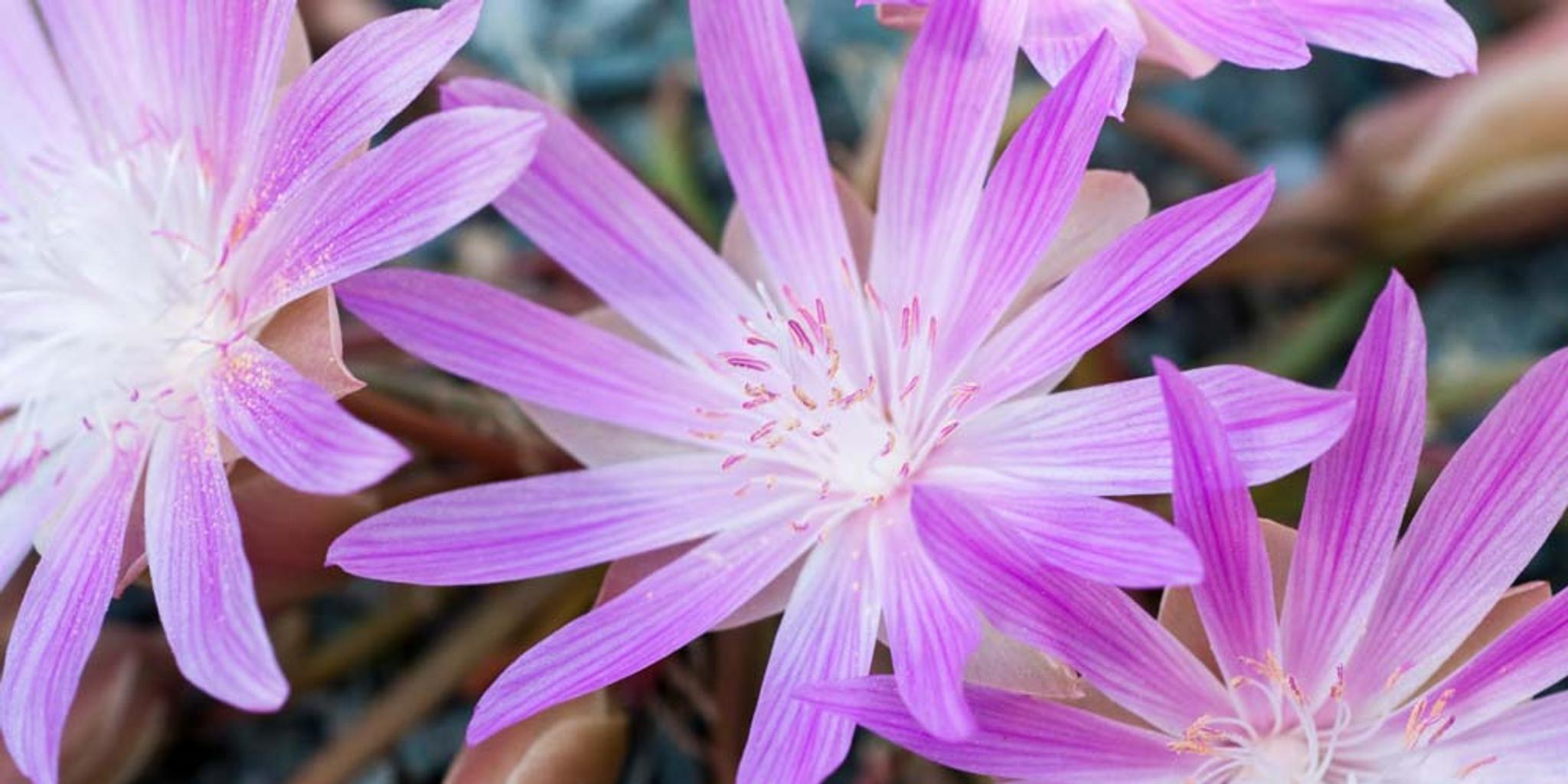 Four bitterroot blossoms show up close.