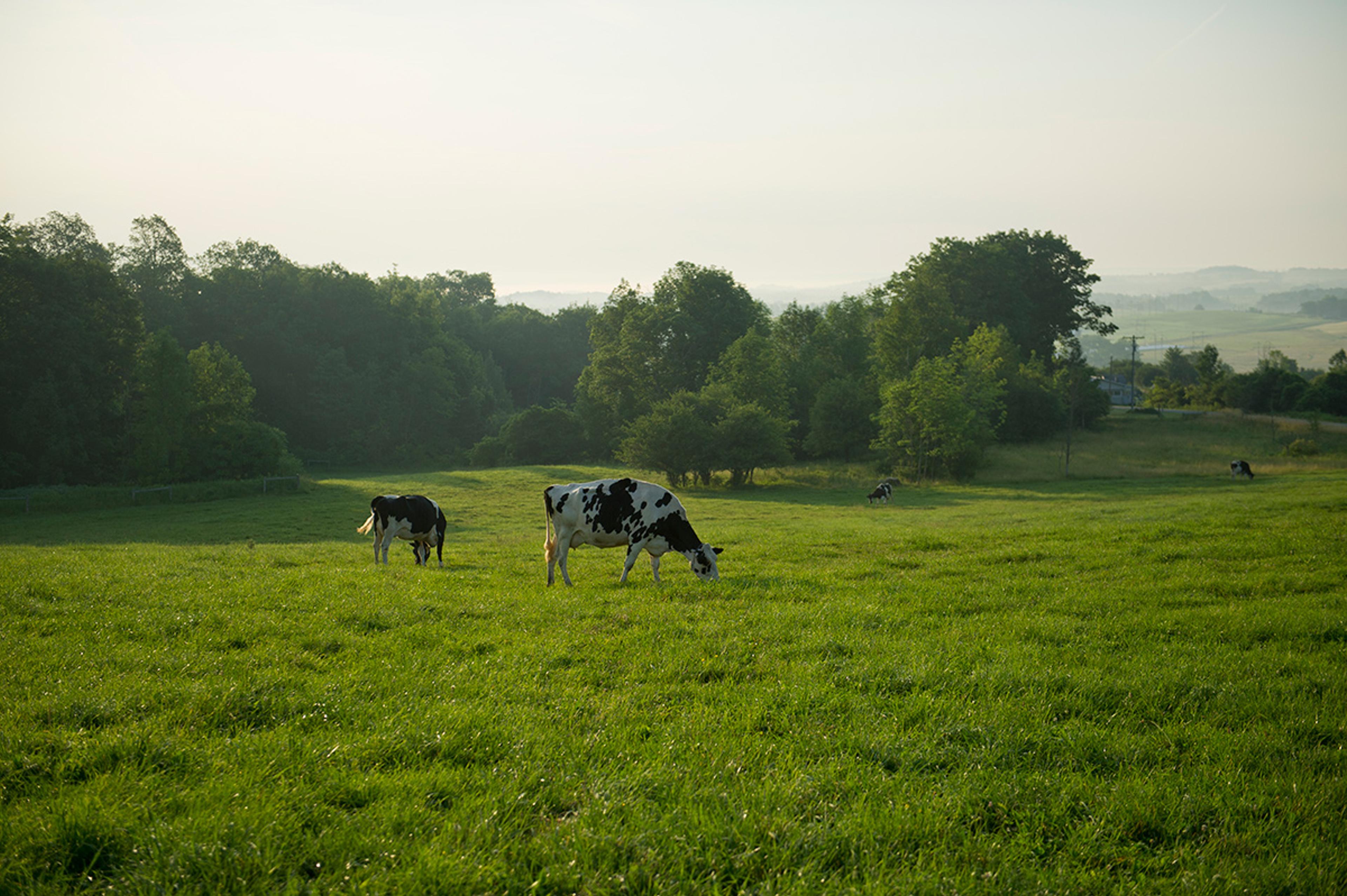 Cows graze in a peaceful green pasture on a New York organic farm.