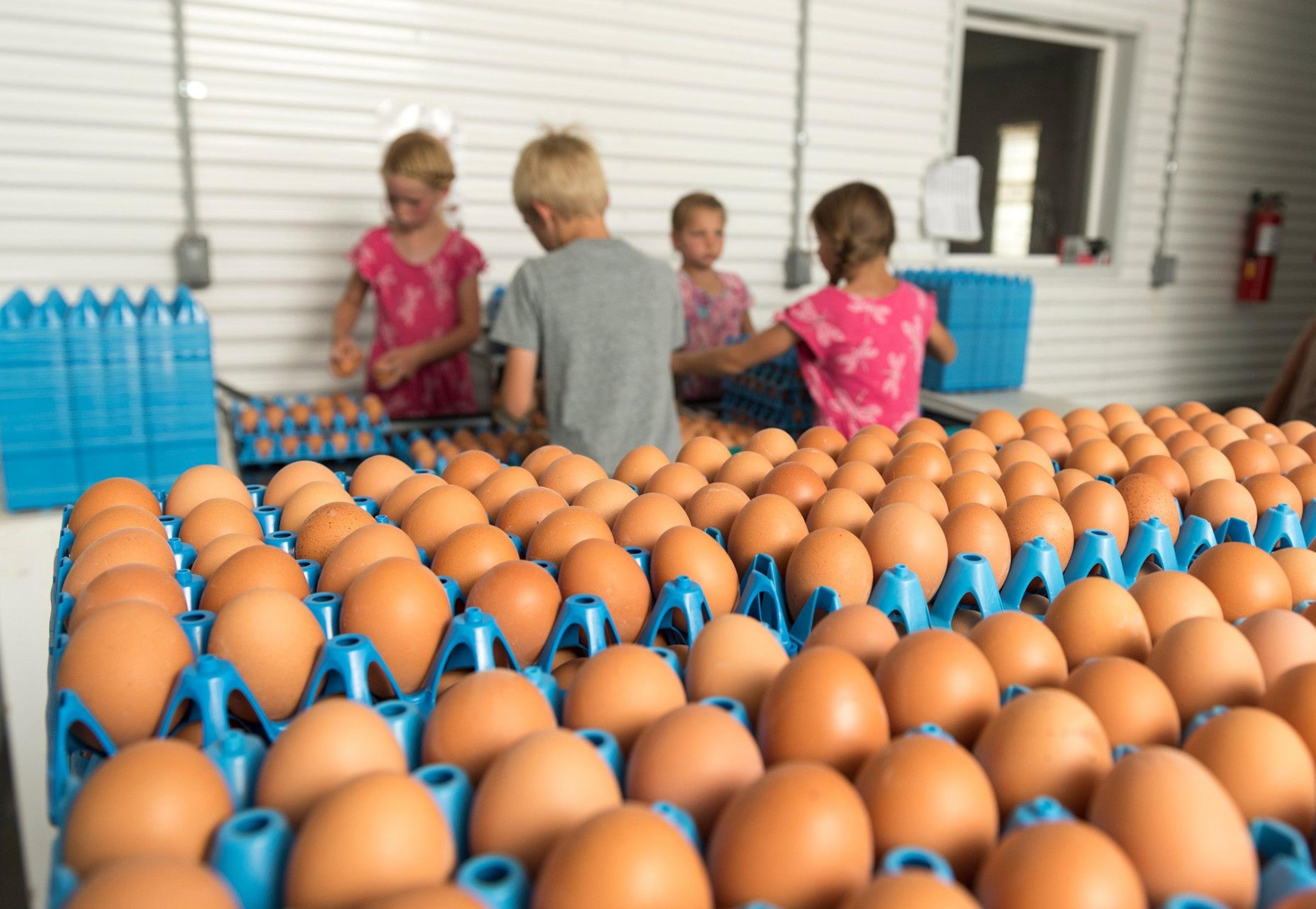 Putting eggs in crates at the Yost farm in Colorado.