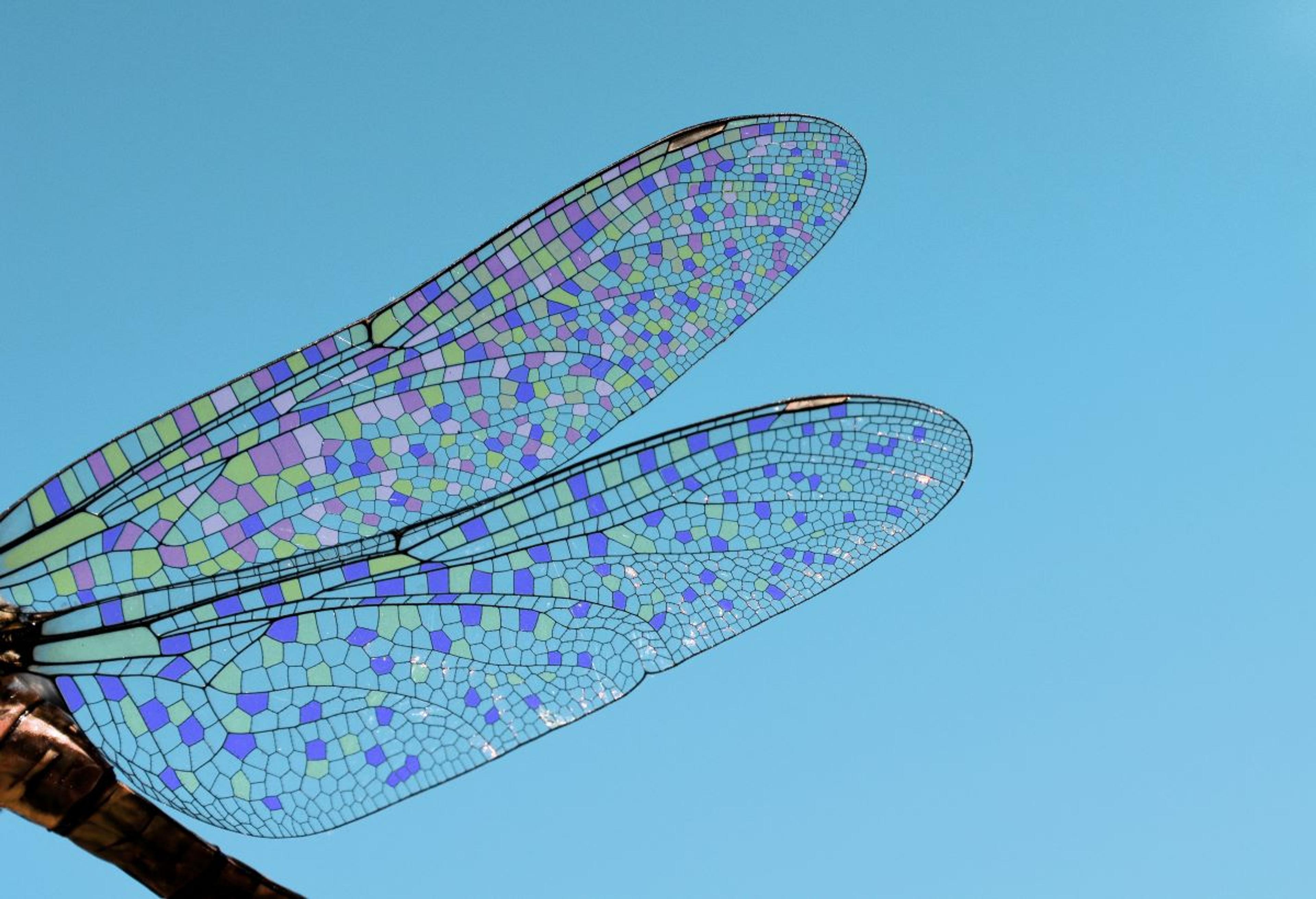 Close-up image of a dragonfly’s wings.