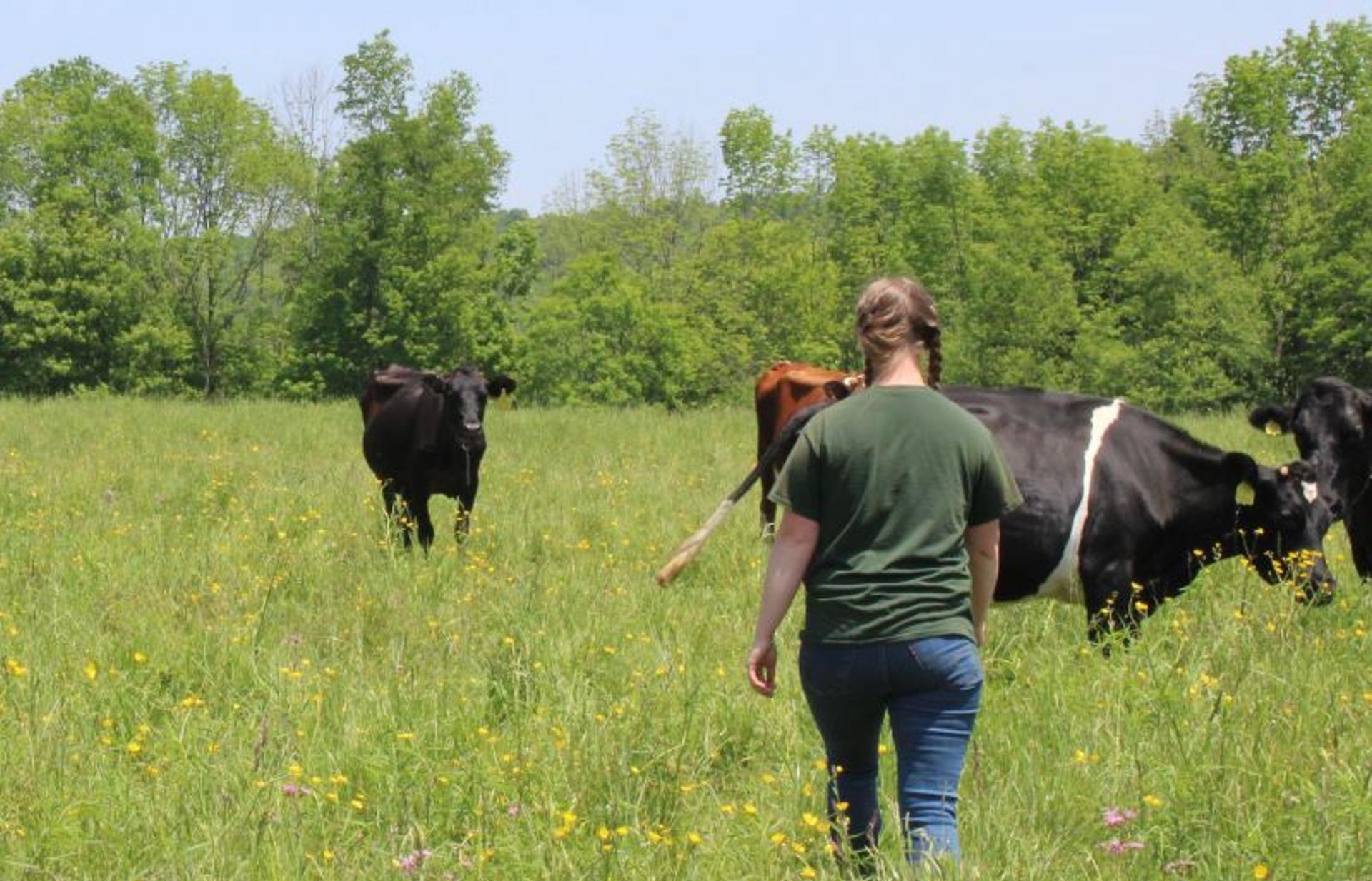 Melissa Moody walks toward cows on pasture.