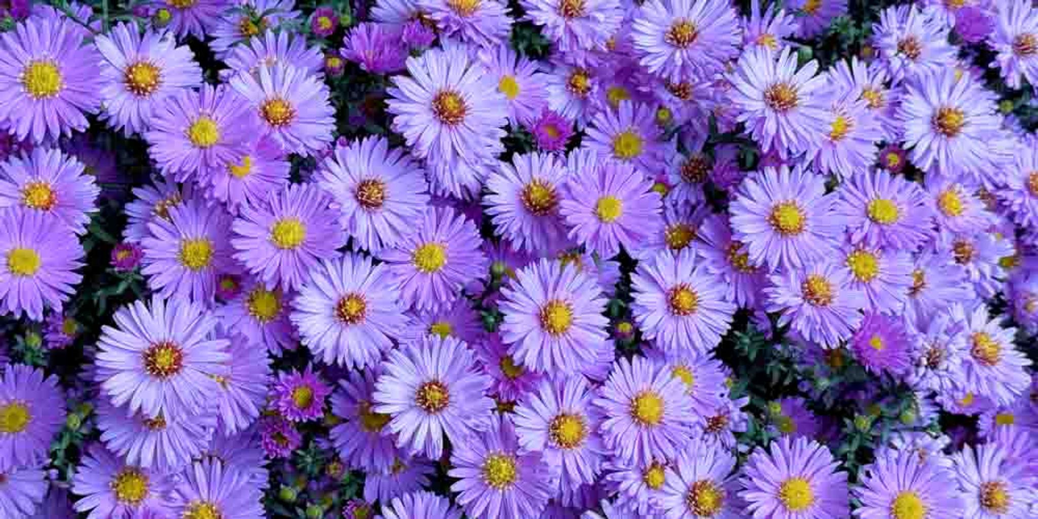 Close-up image of dozens of New England aster (Symphyotrichum novae-angliae) plants.