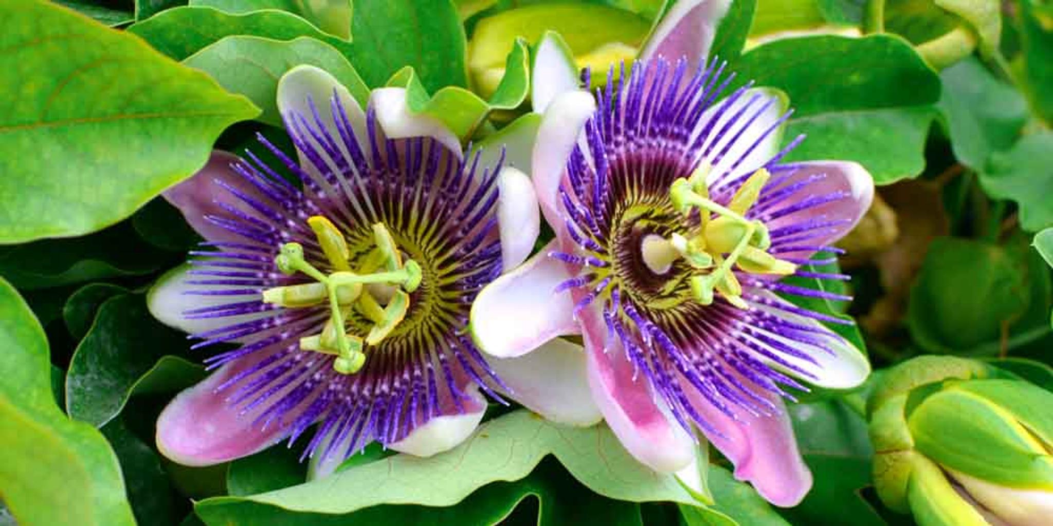 Two purple passionflower blooms shown up close. 