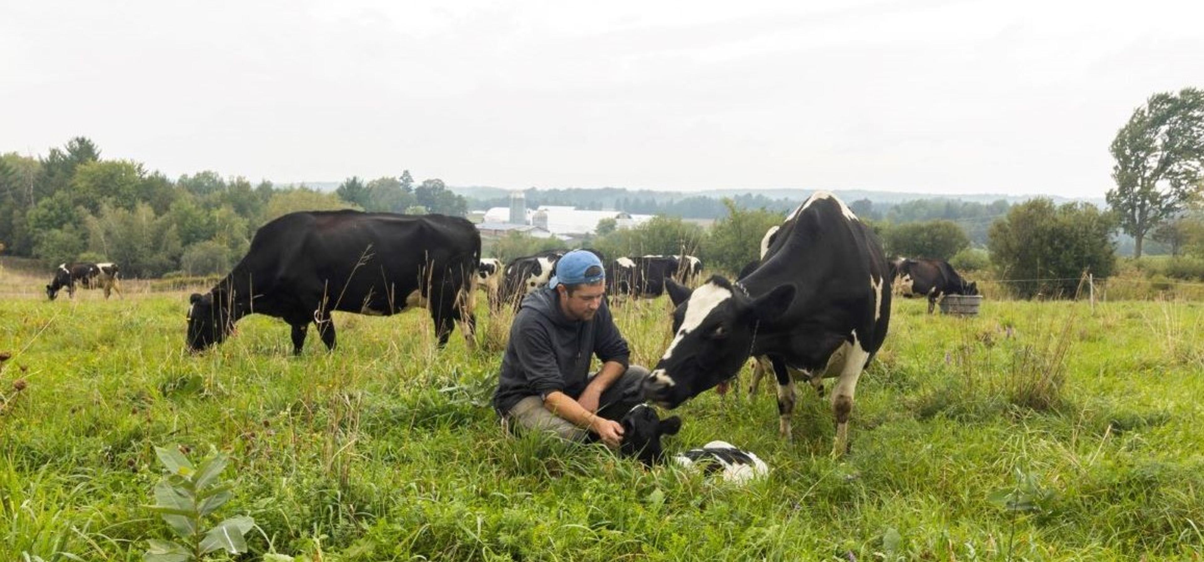 A Vermont farmer pets a calf as cows look on.