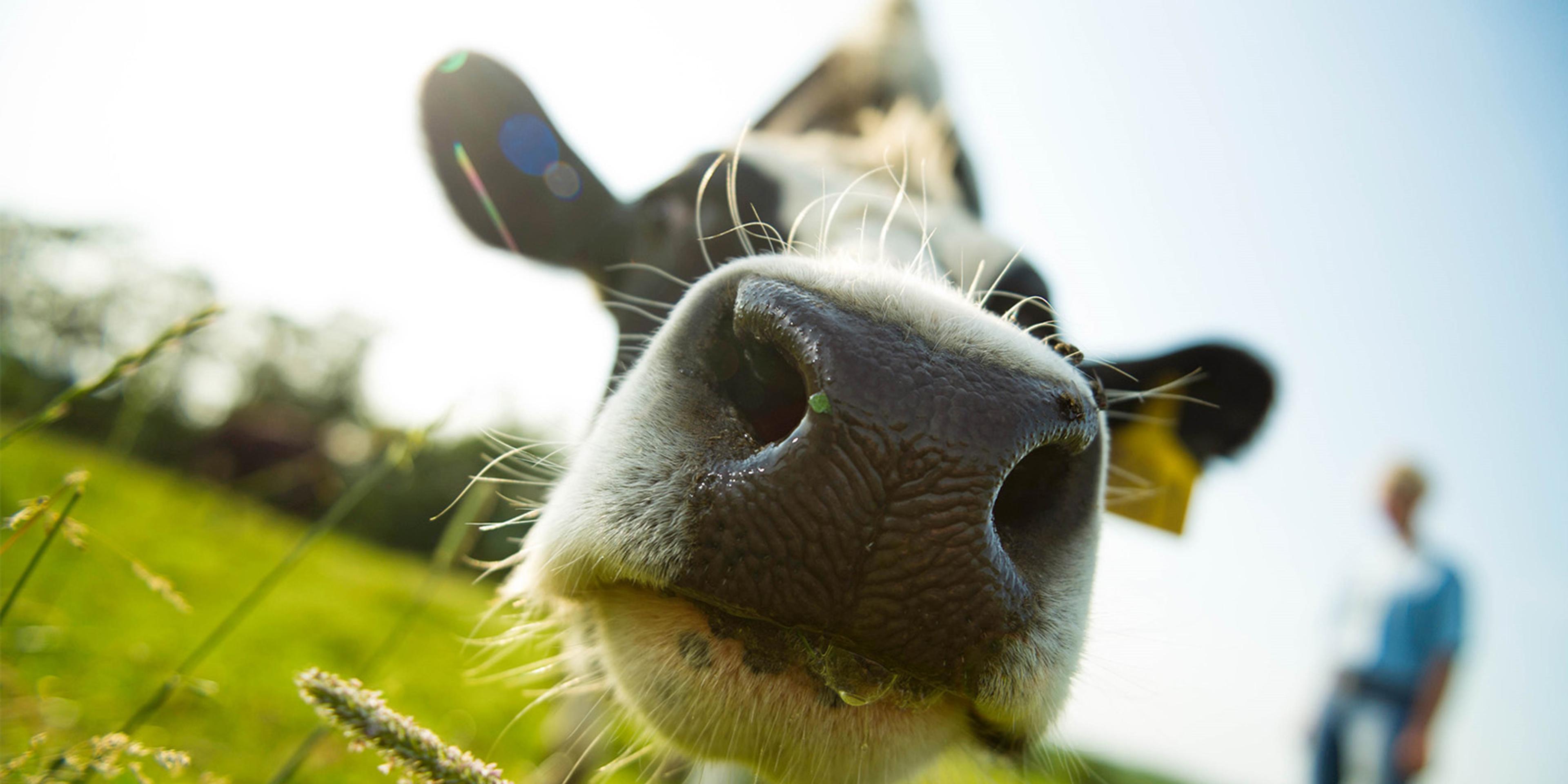 A cow gets her nose close to the camera at the Poole farm in New York.