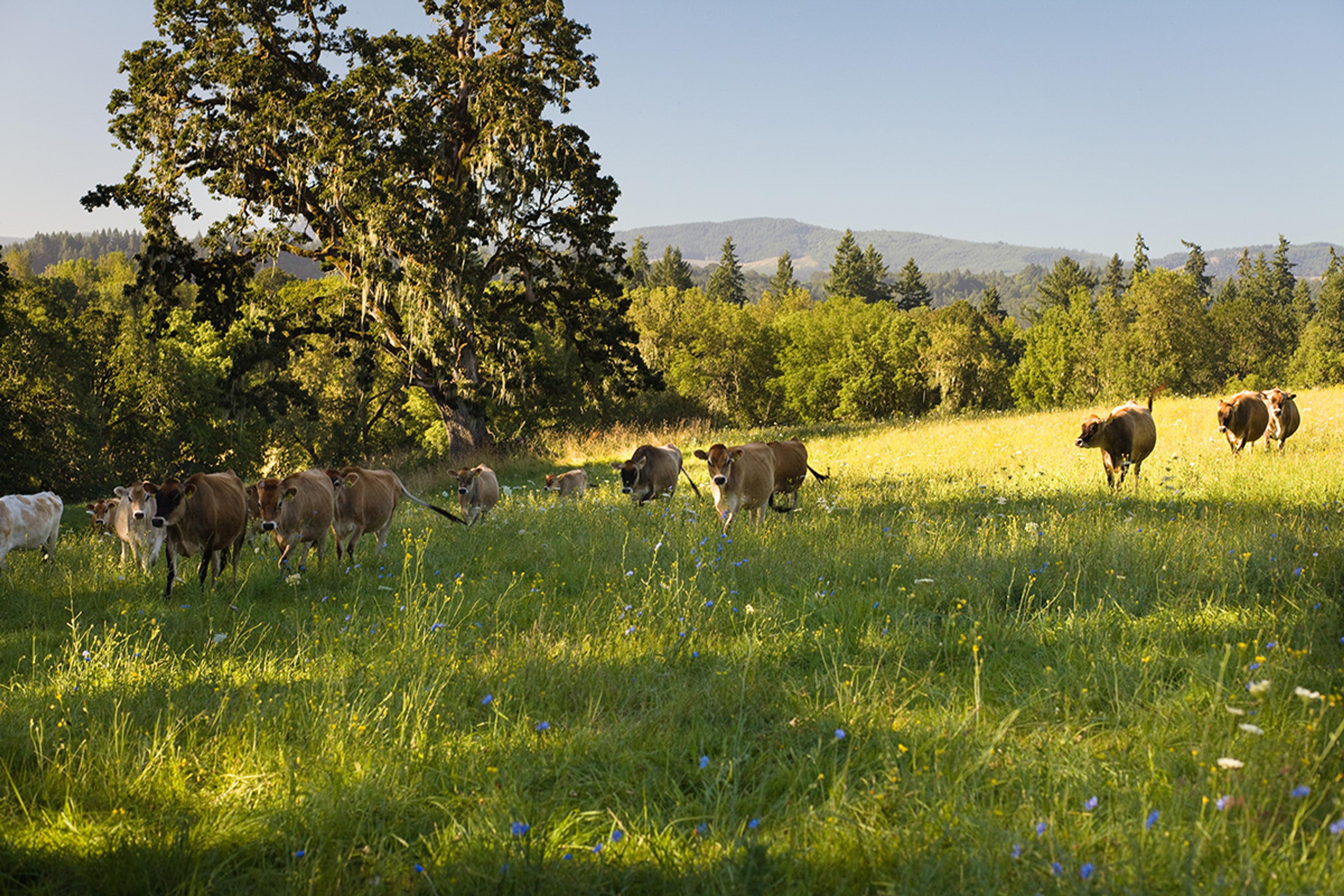 A group of Jersey cows walking on a pasture with trees and hills in the background.