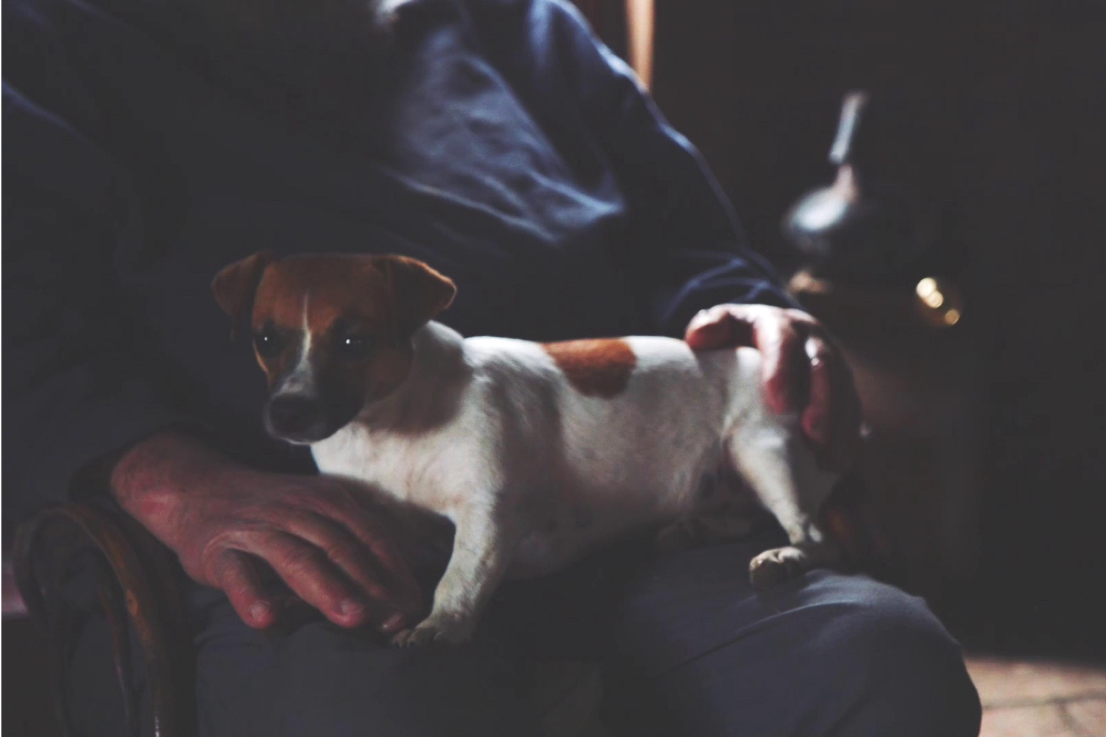 Rosie the brown and white terrier sits on David’s lap and he pets her.