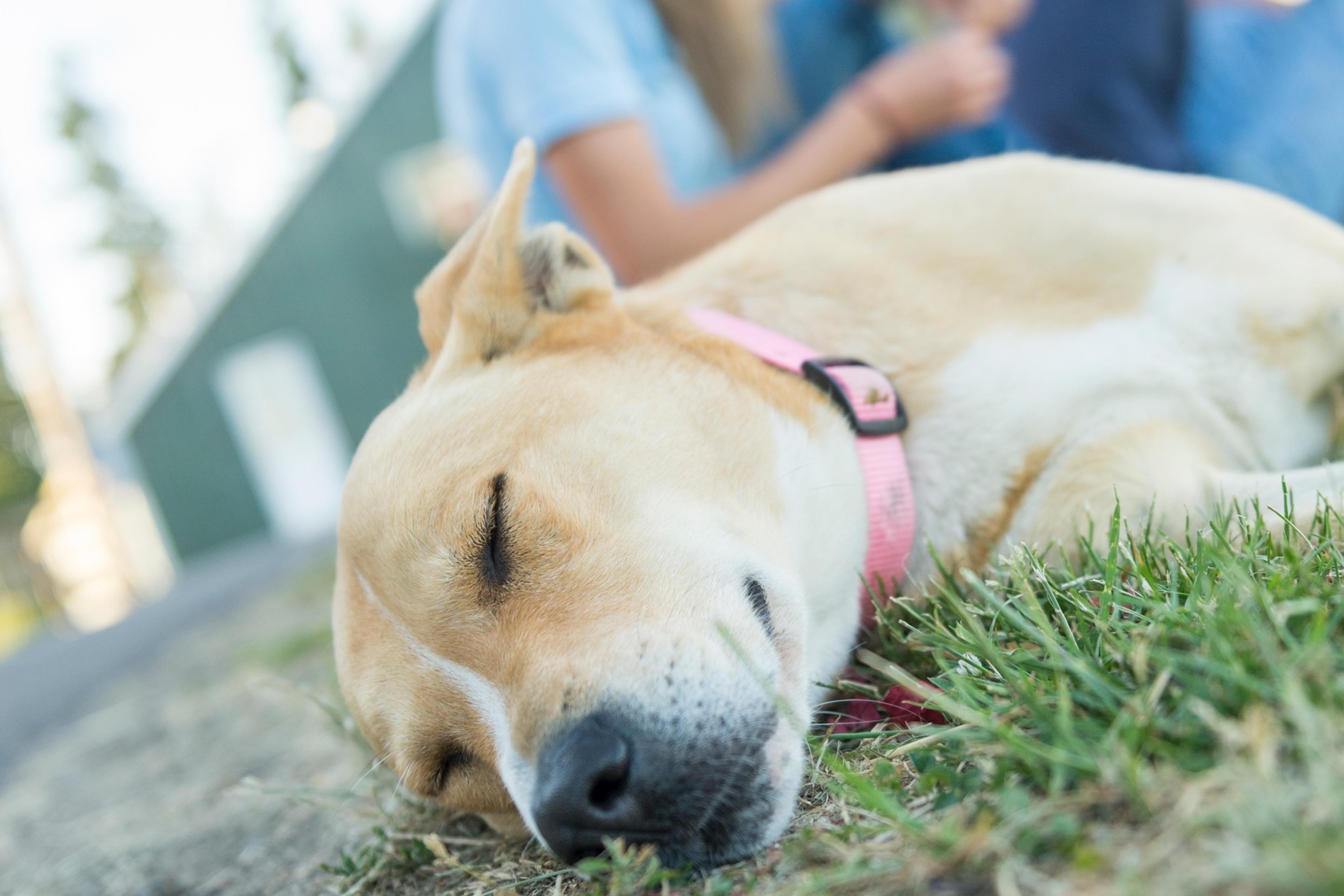 A yellow lab with a pink collar naps in the grass.