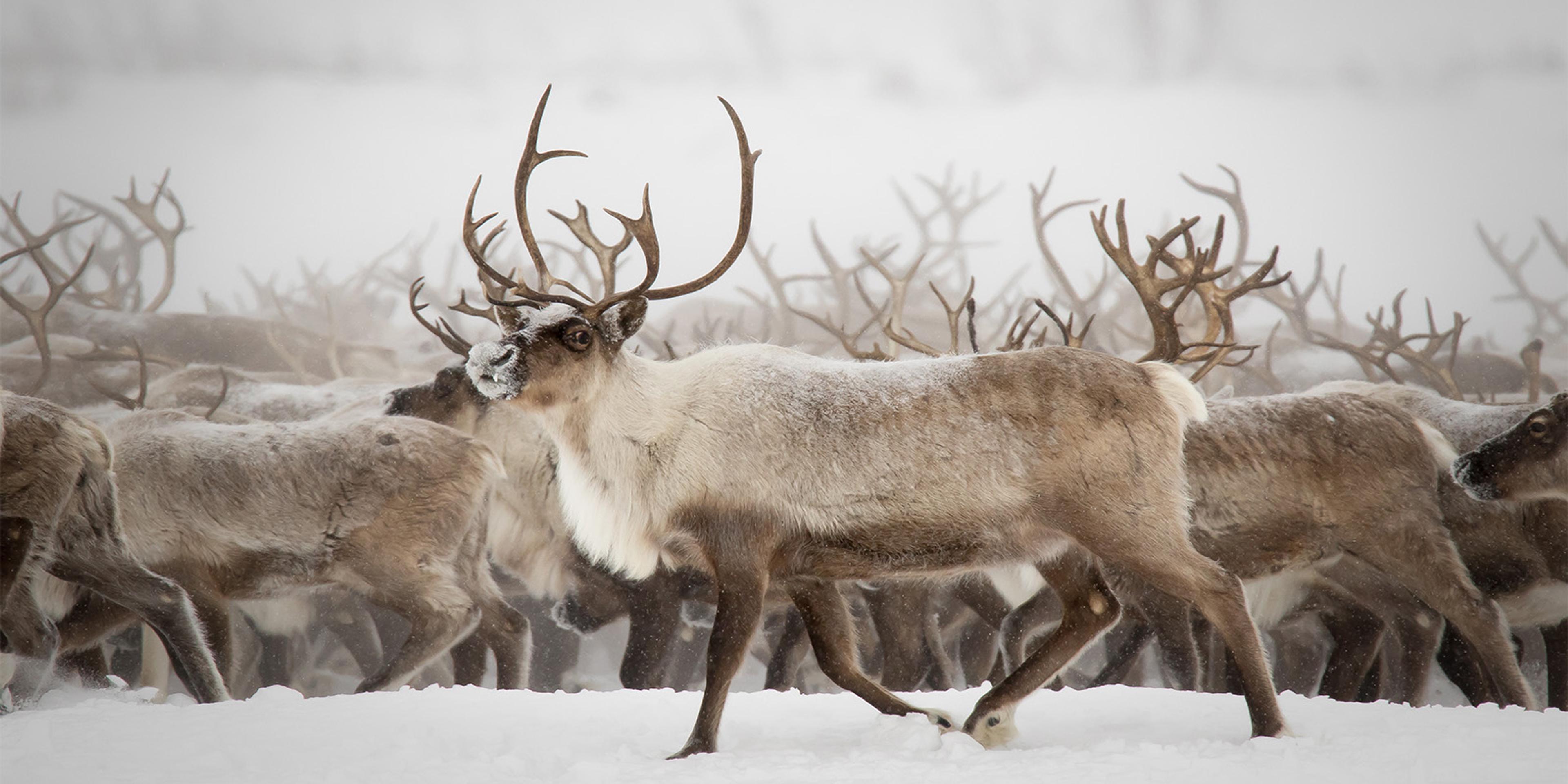 A herd of reindeer in a snowstorm.
