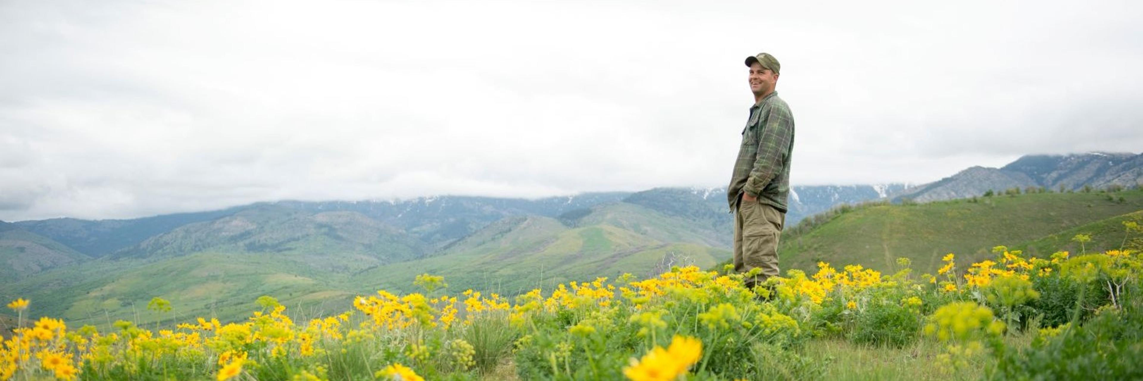 Arrowleaf balsamroot growing on a mountain on an Organic Valley farm in Idaho. I farm looks out at it.