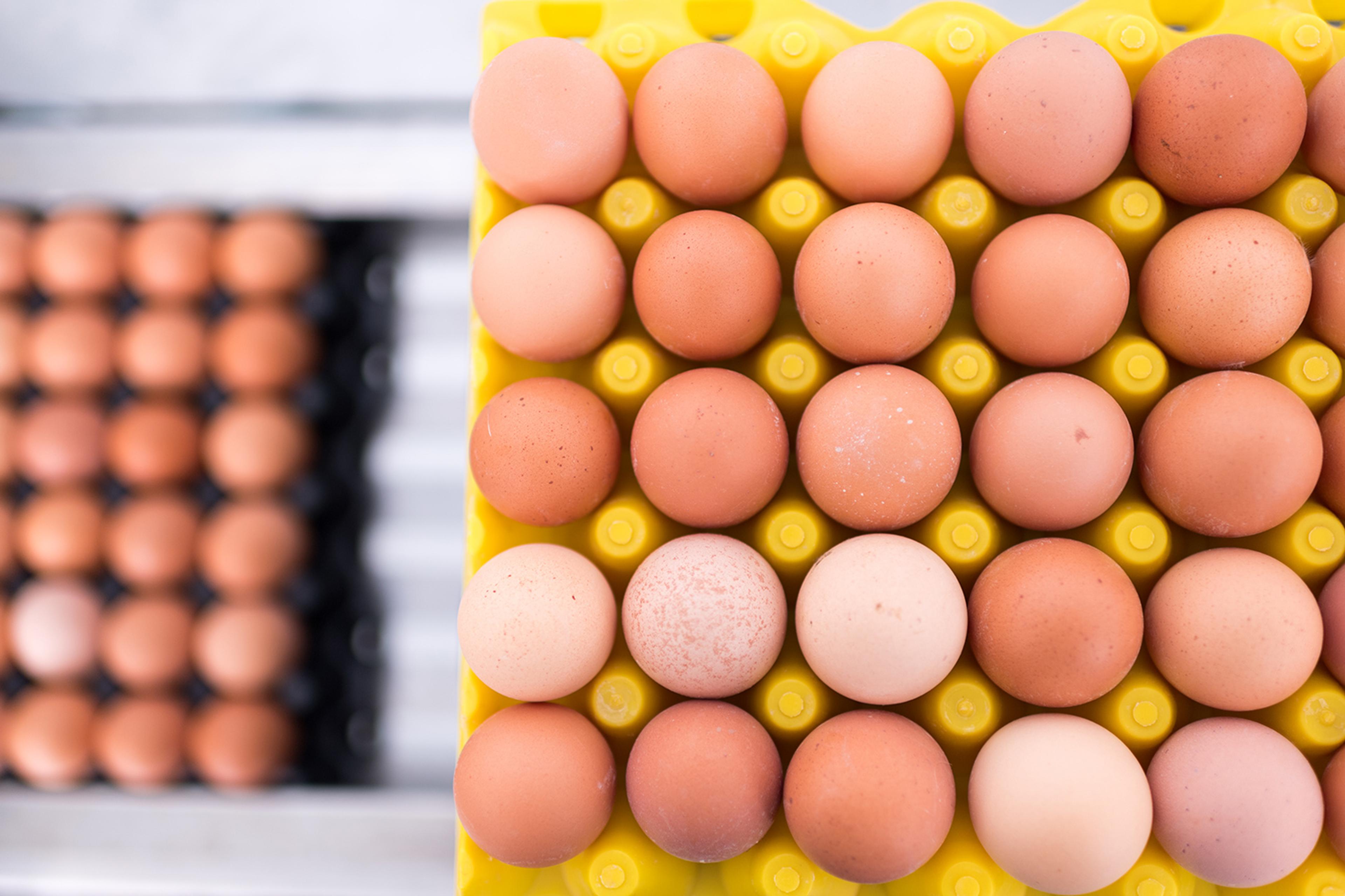 The eggs laid by the hens at the Welsh Family Farm in Iowa are shades of brown and tan, with a speckled one here and there.