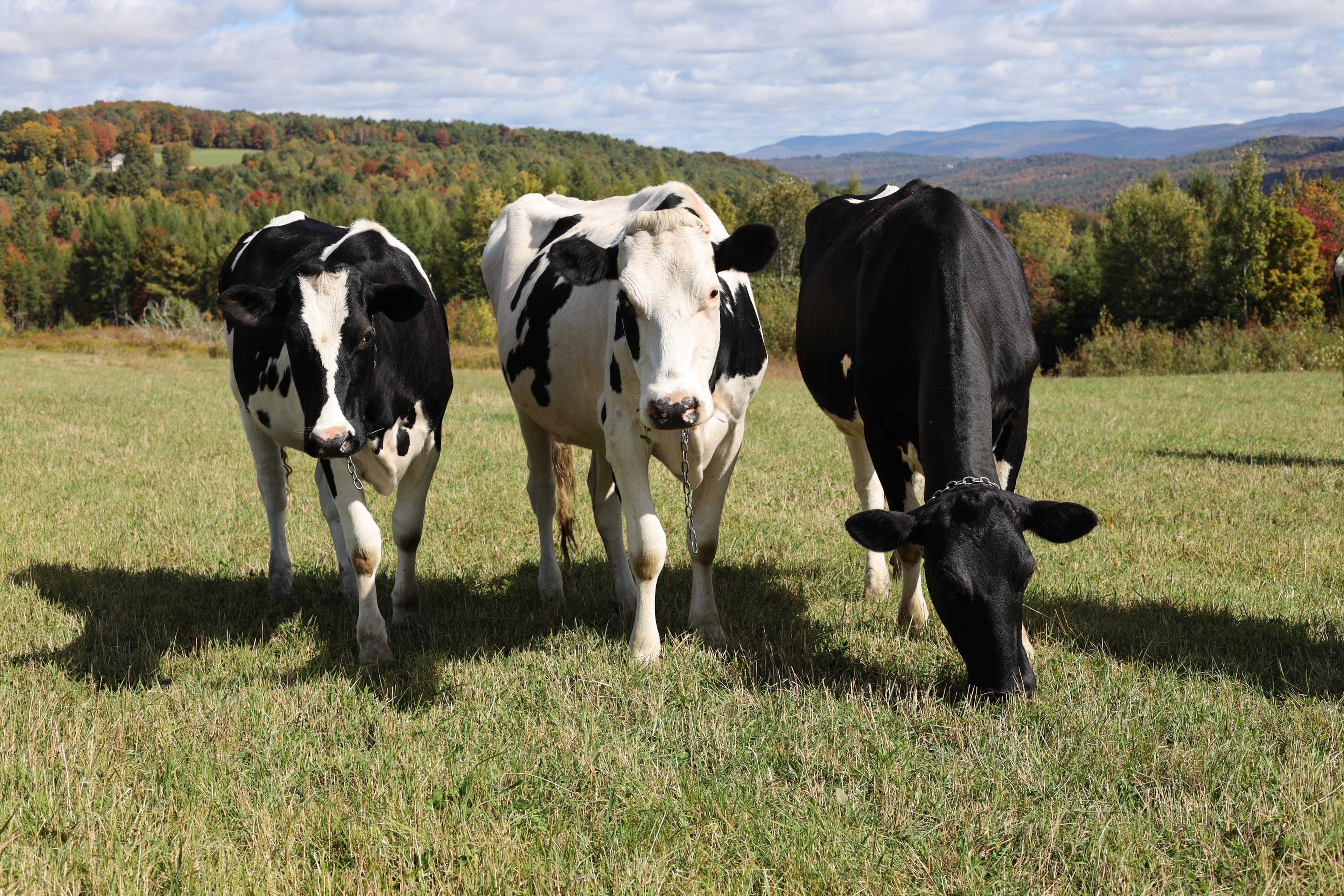 Three cows on pasture with mountains in the background. 