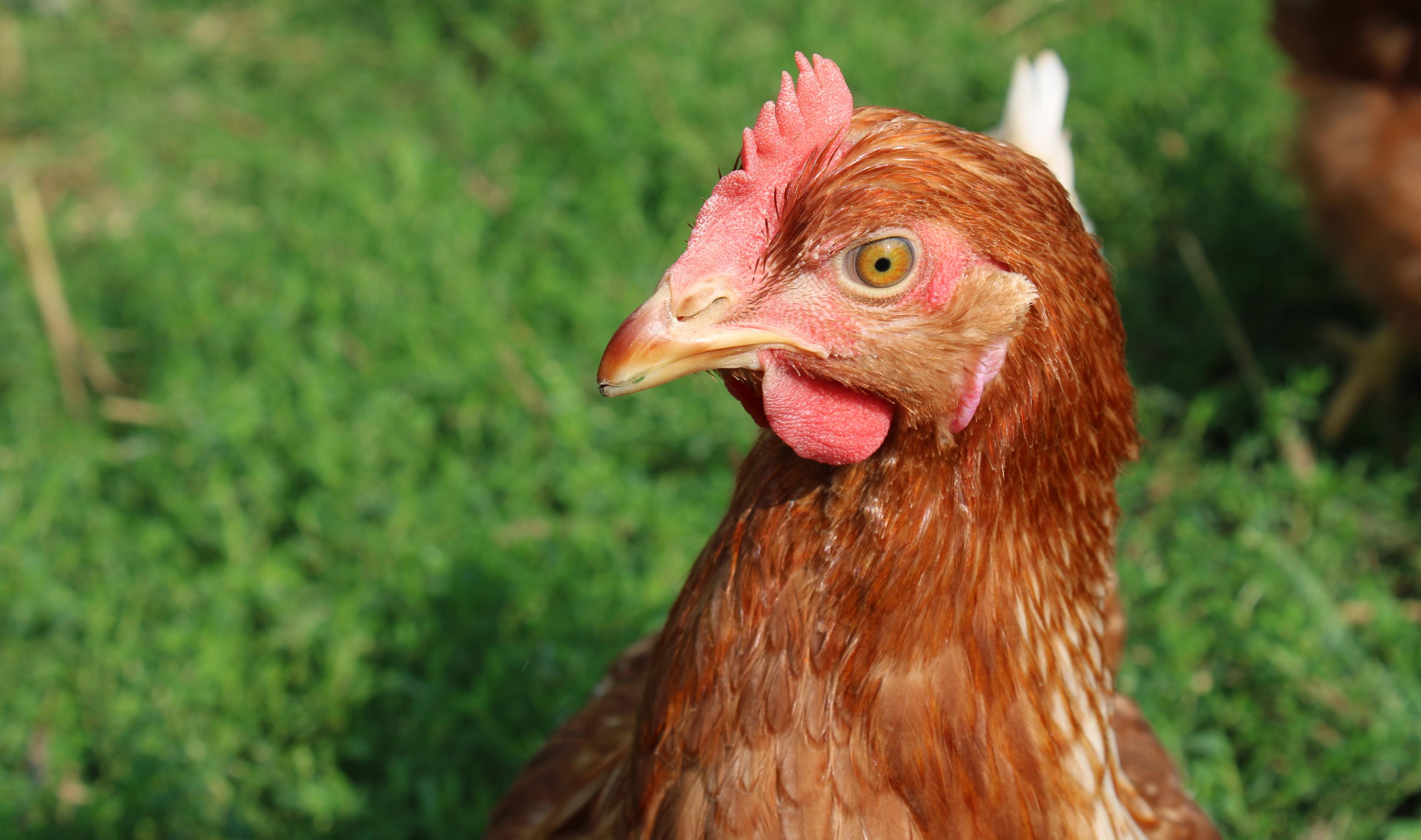 A hen on green grass at an organic egg farm in Hillsboro, Wisconsin.