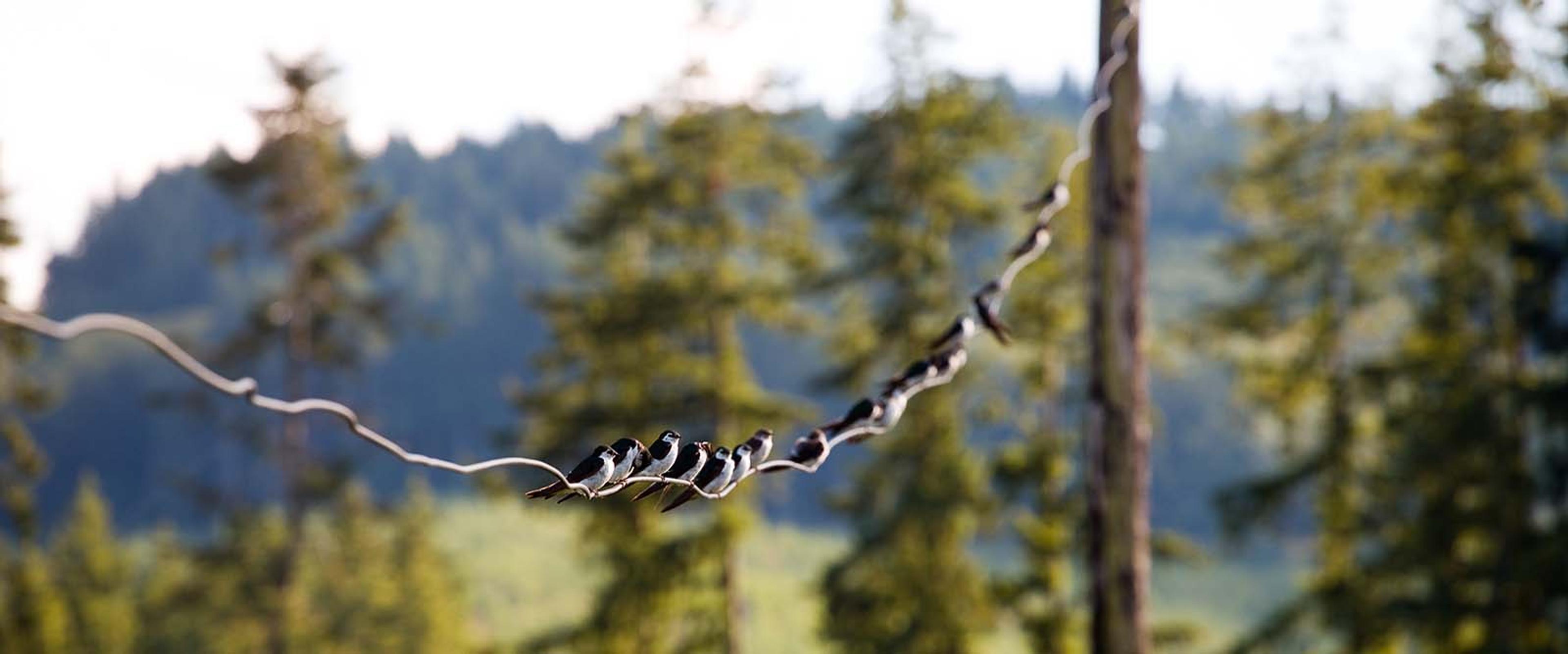 Birds sit on a wire at the Mallonees’ organic farm.