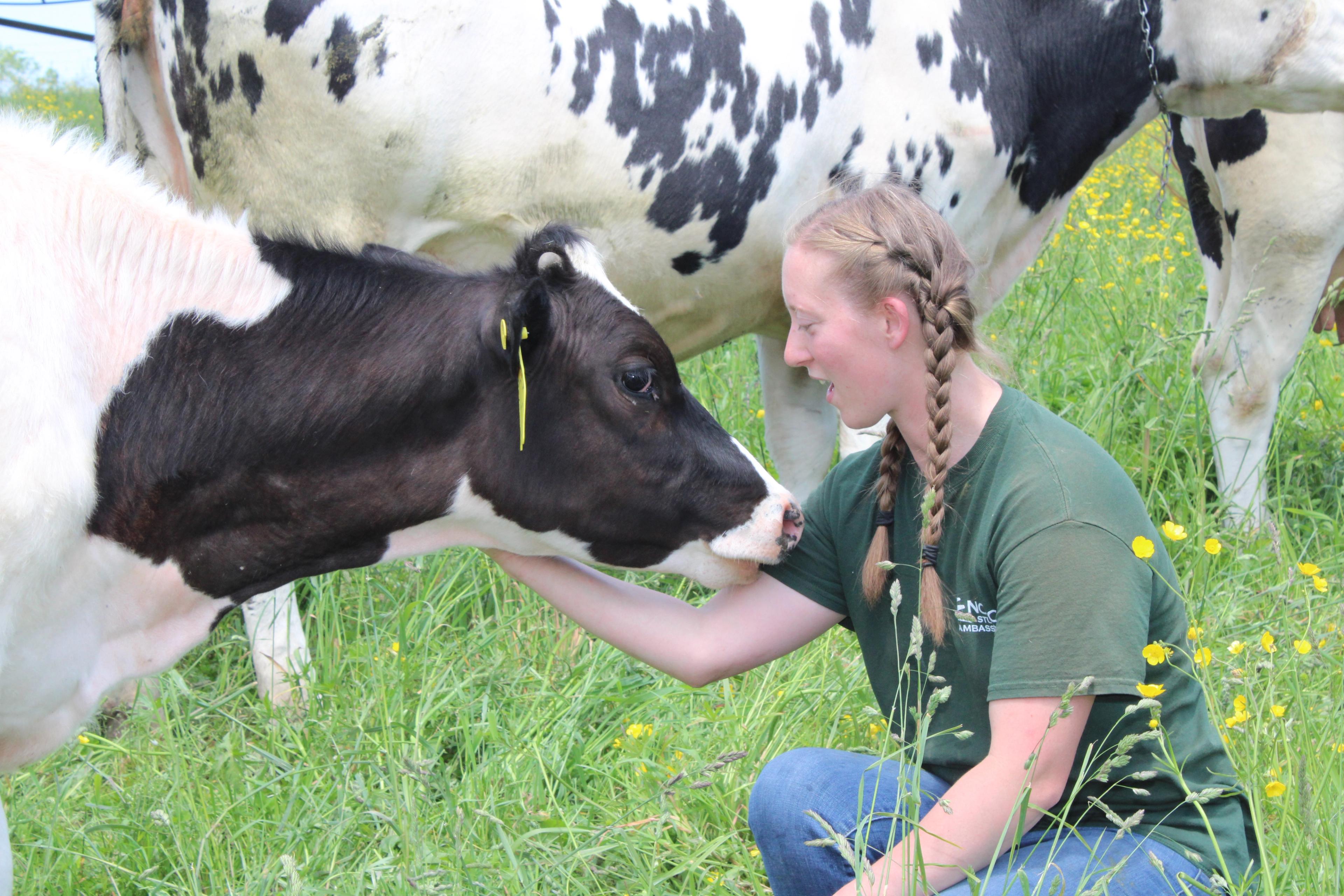 Melissa Moody scratches a dairy cow’s neck.