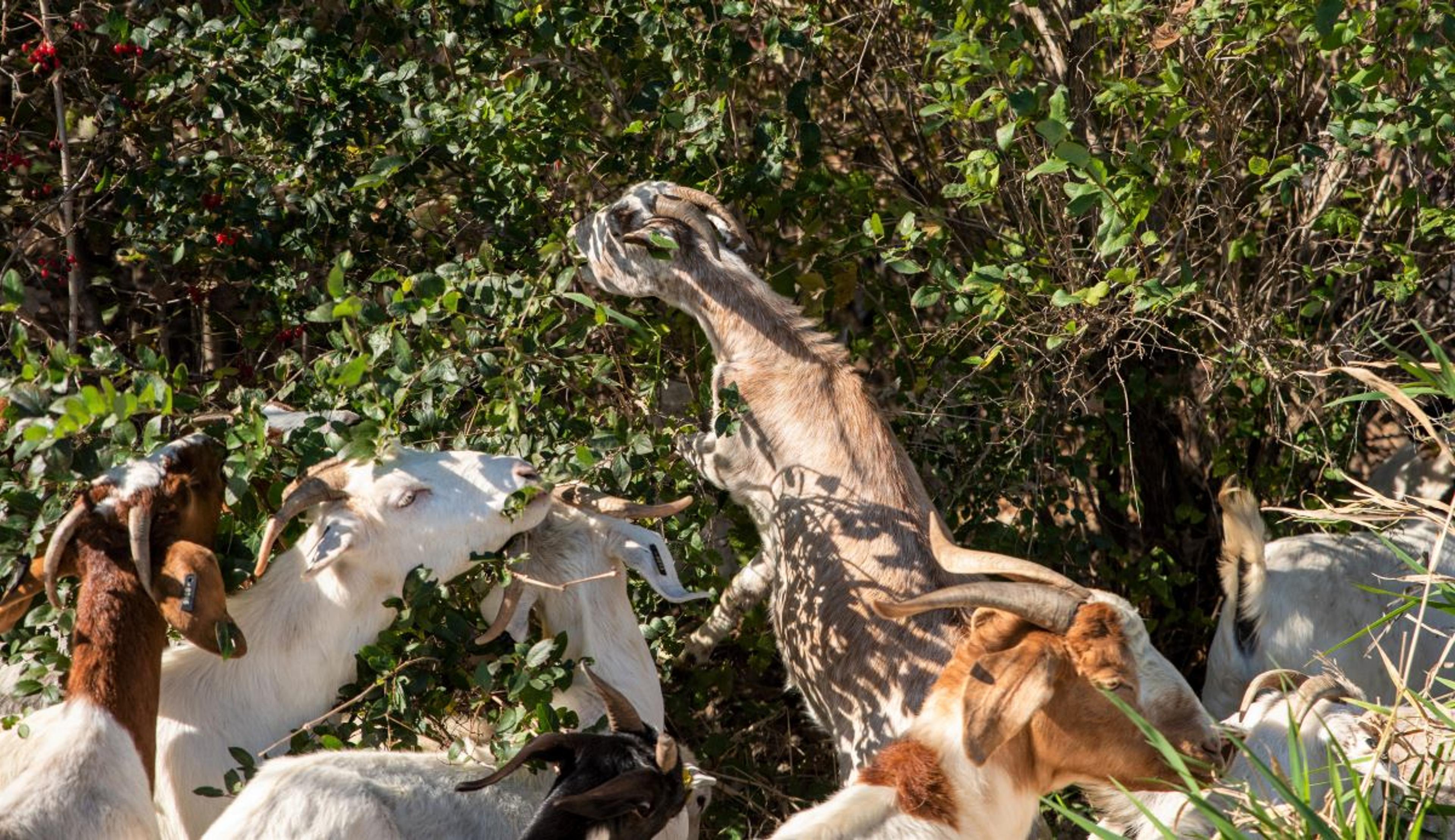 Goats chomp on greens at Organic Valley.