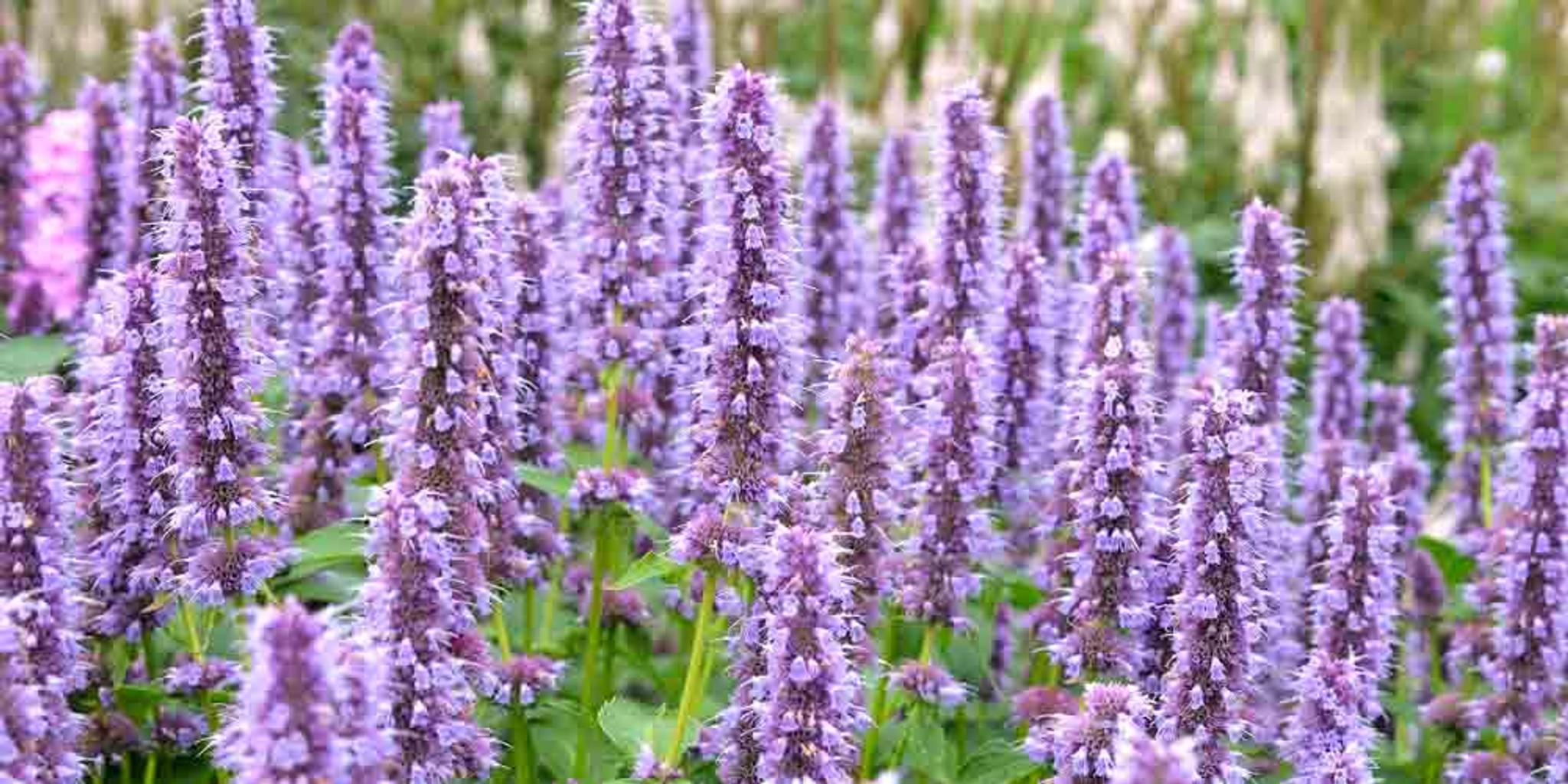 An array of anise hyssop plant blooms across the landscape.