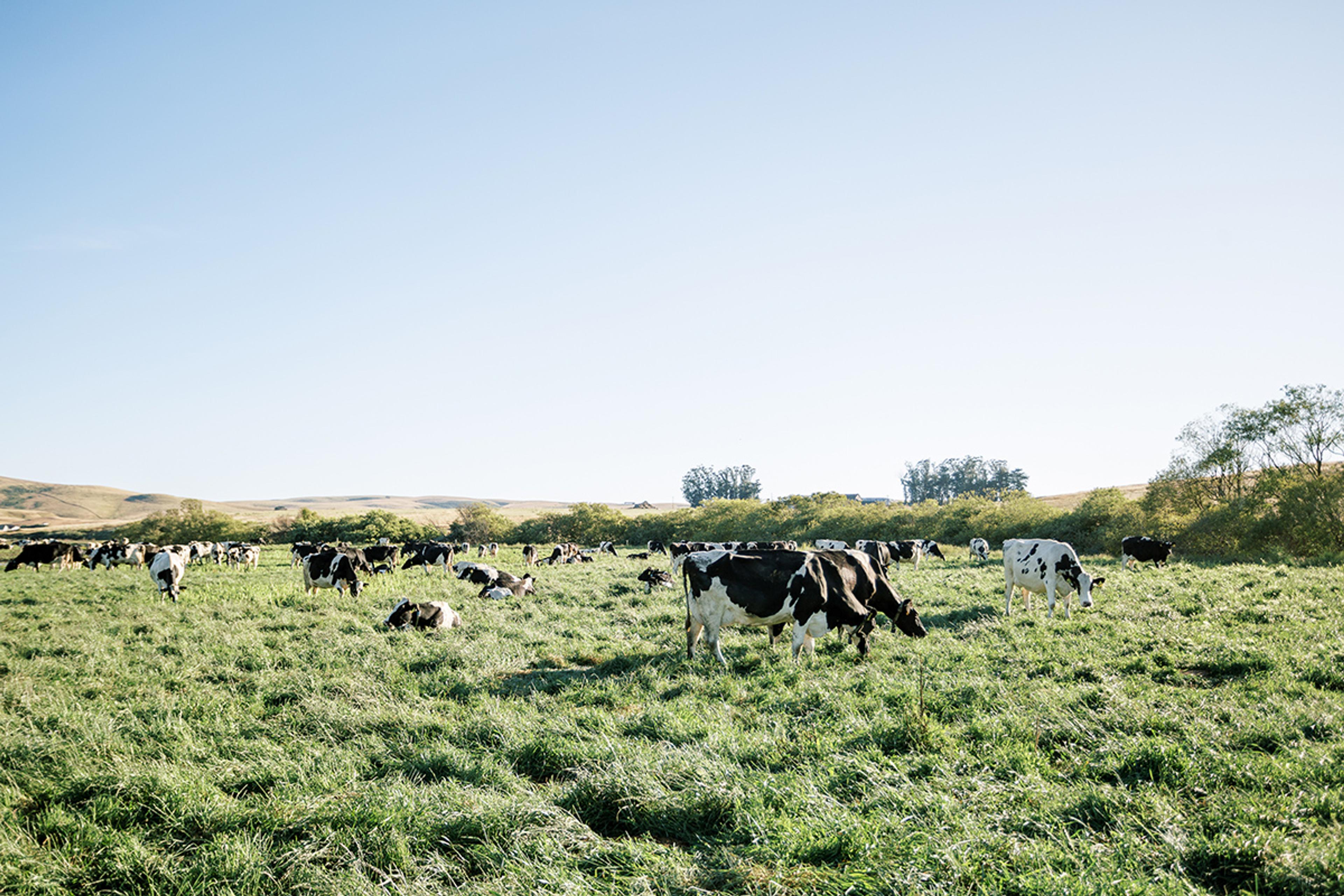 Cows graze on an open pasture in California.