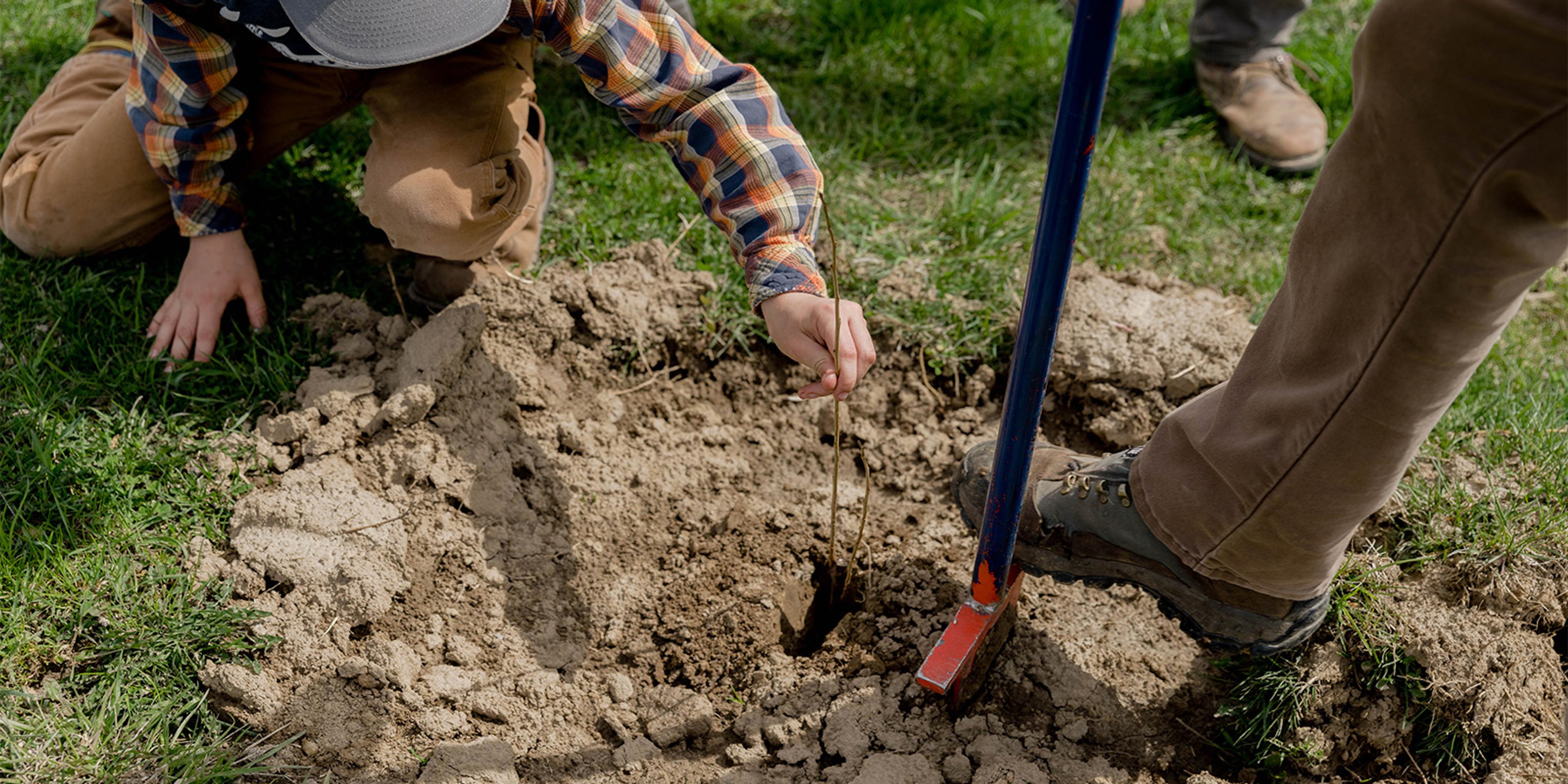 A couple plants trees.