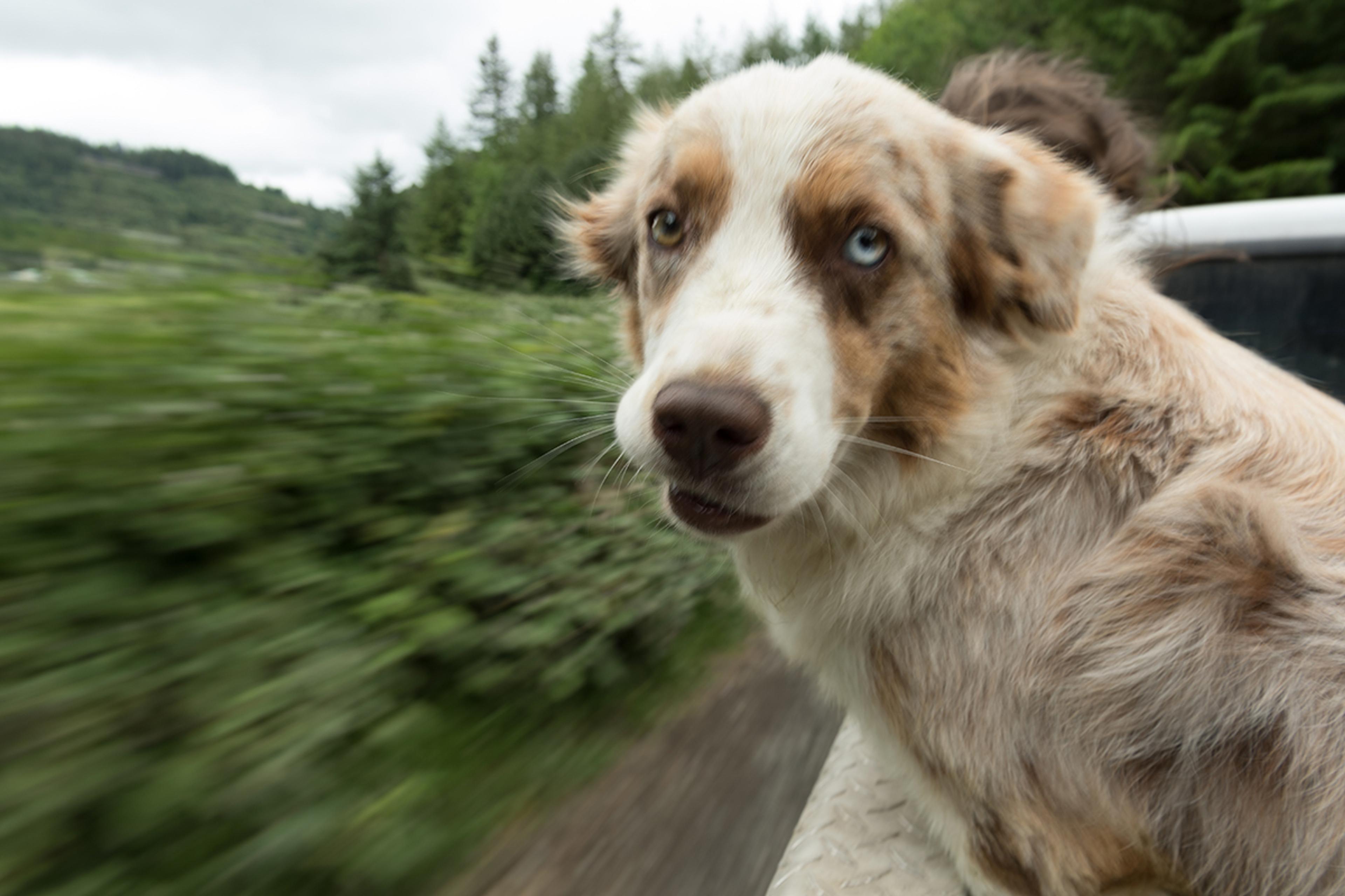 An artistic blurred picture of a dog riding in the back of a moving truck.