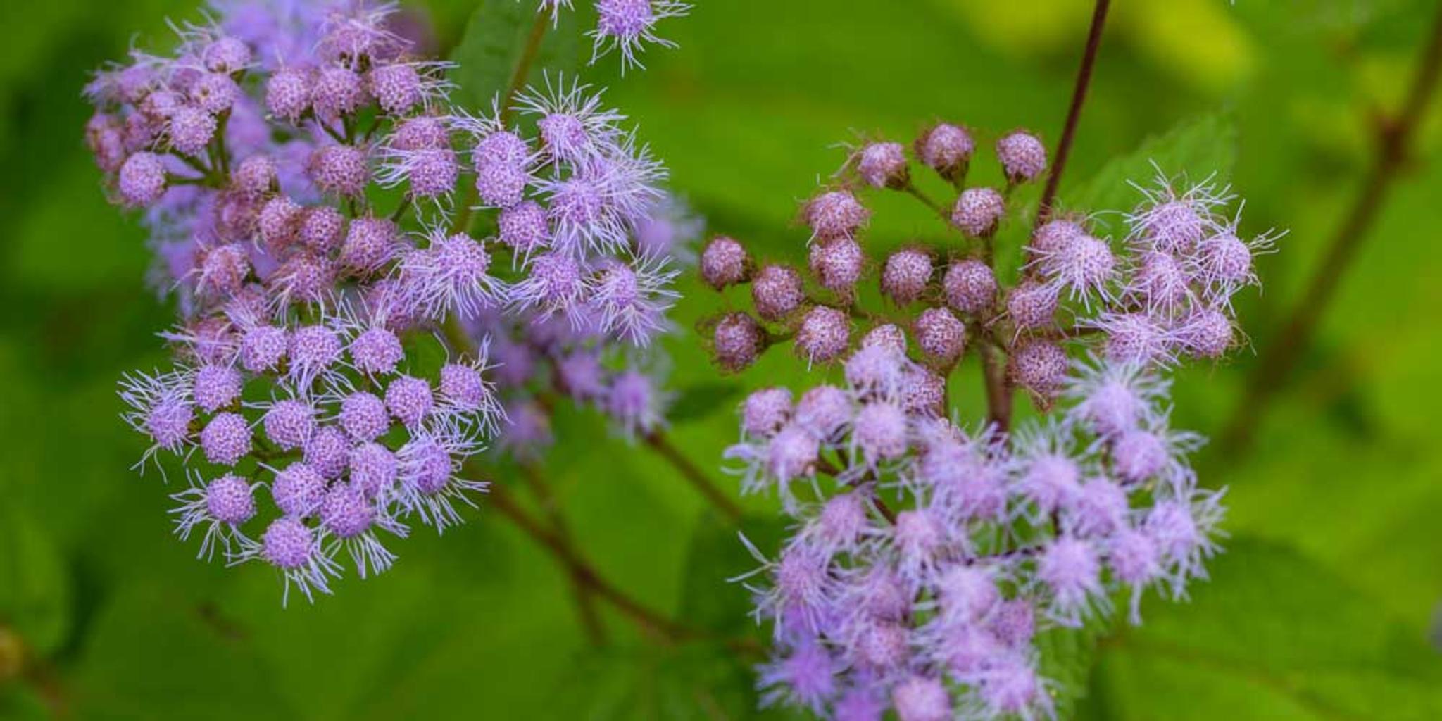 An image of mistflower from above. 