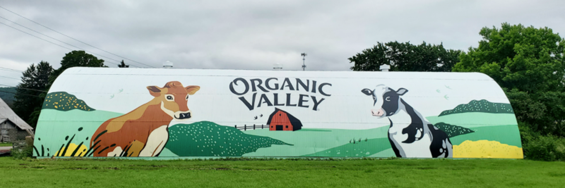 A barn painted with the Organic Valley logo and two cows