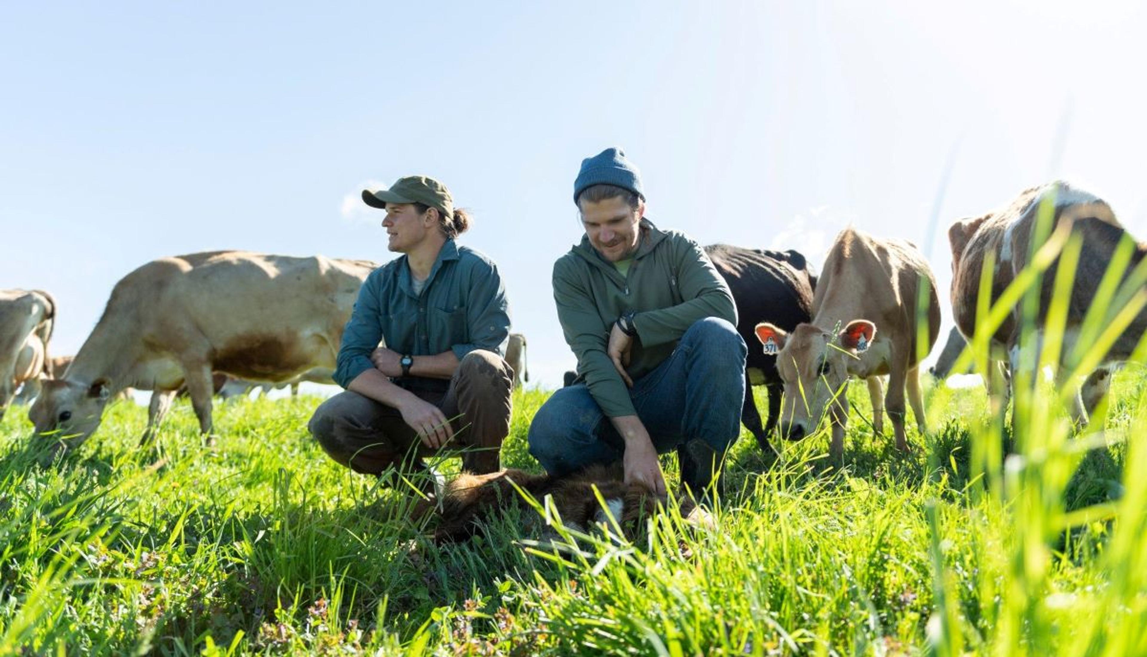 Organic Valley farmers are in the field with cows on pasture.