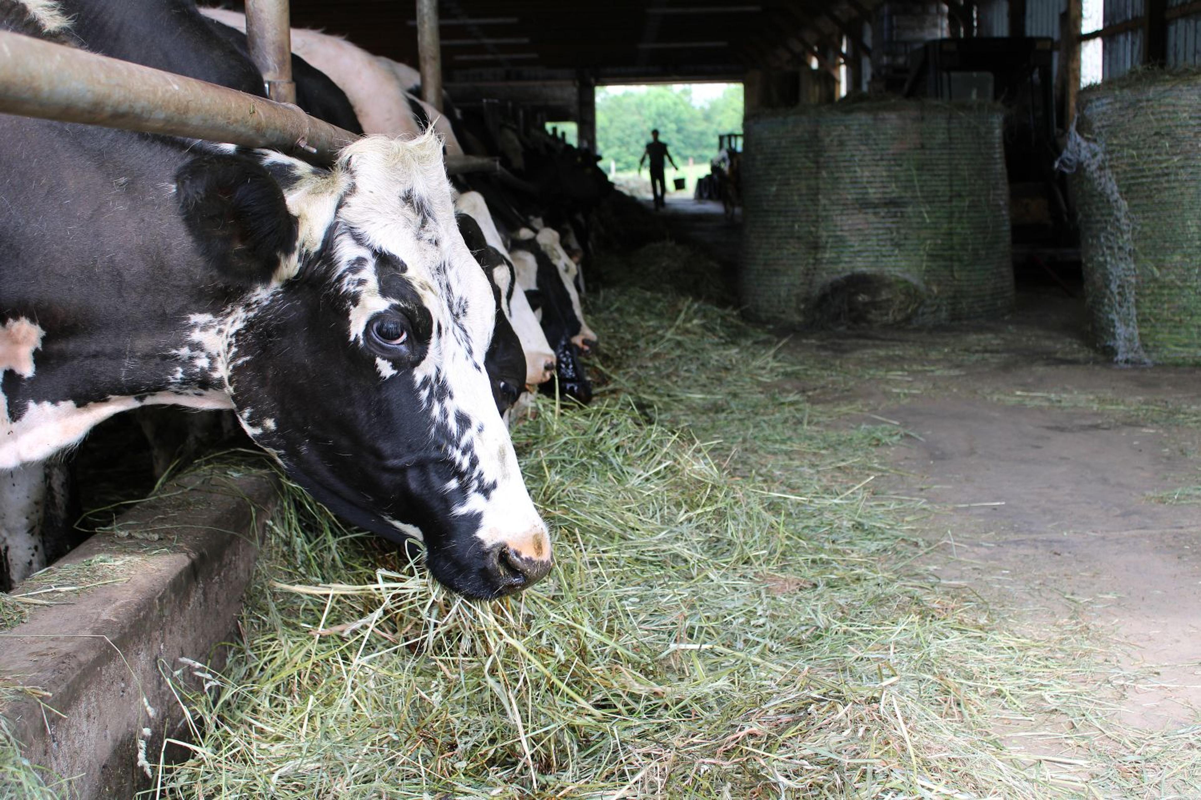 Cows eat hay with a touch of molasses at the Casler family farm in New York.