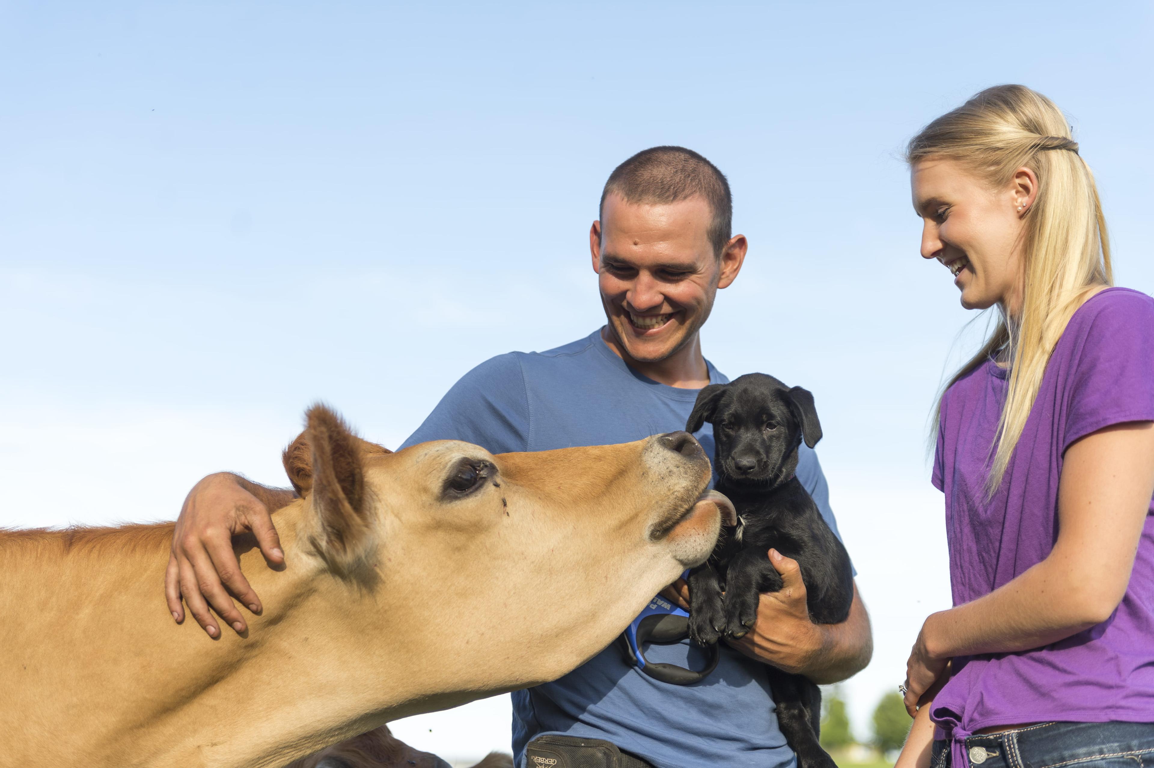 A cow kisses a puppy at an Organic Valley farm in Oregon.