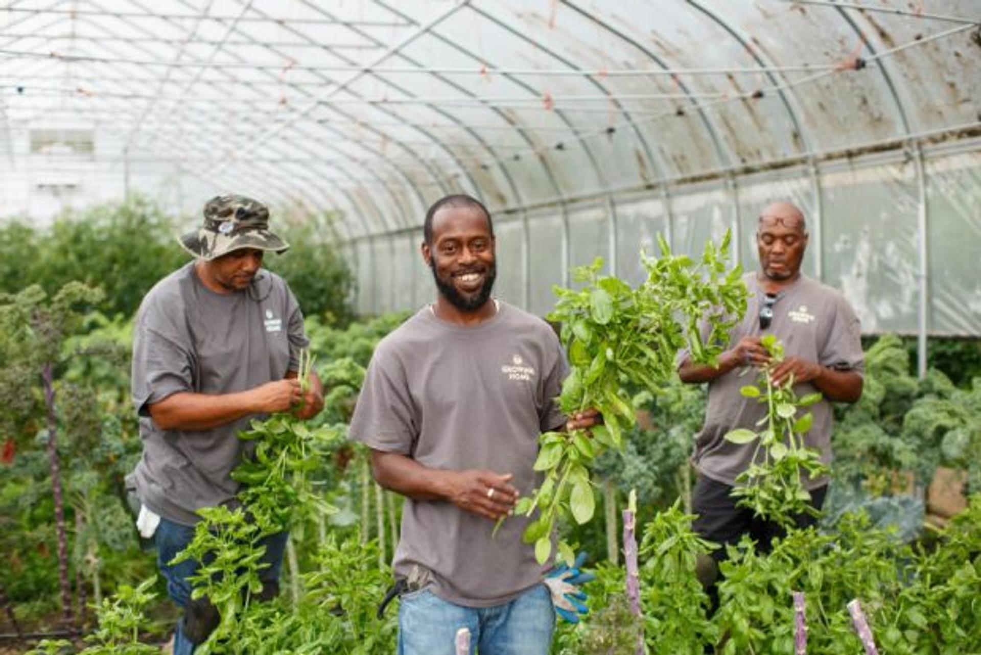 Three men pick basil in a Growing Home greenhouse. 