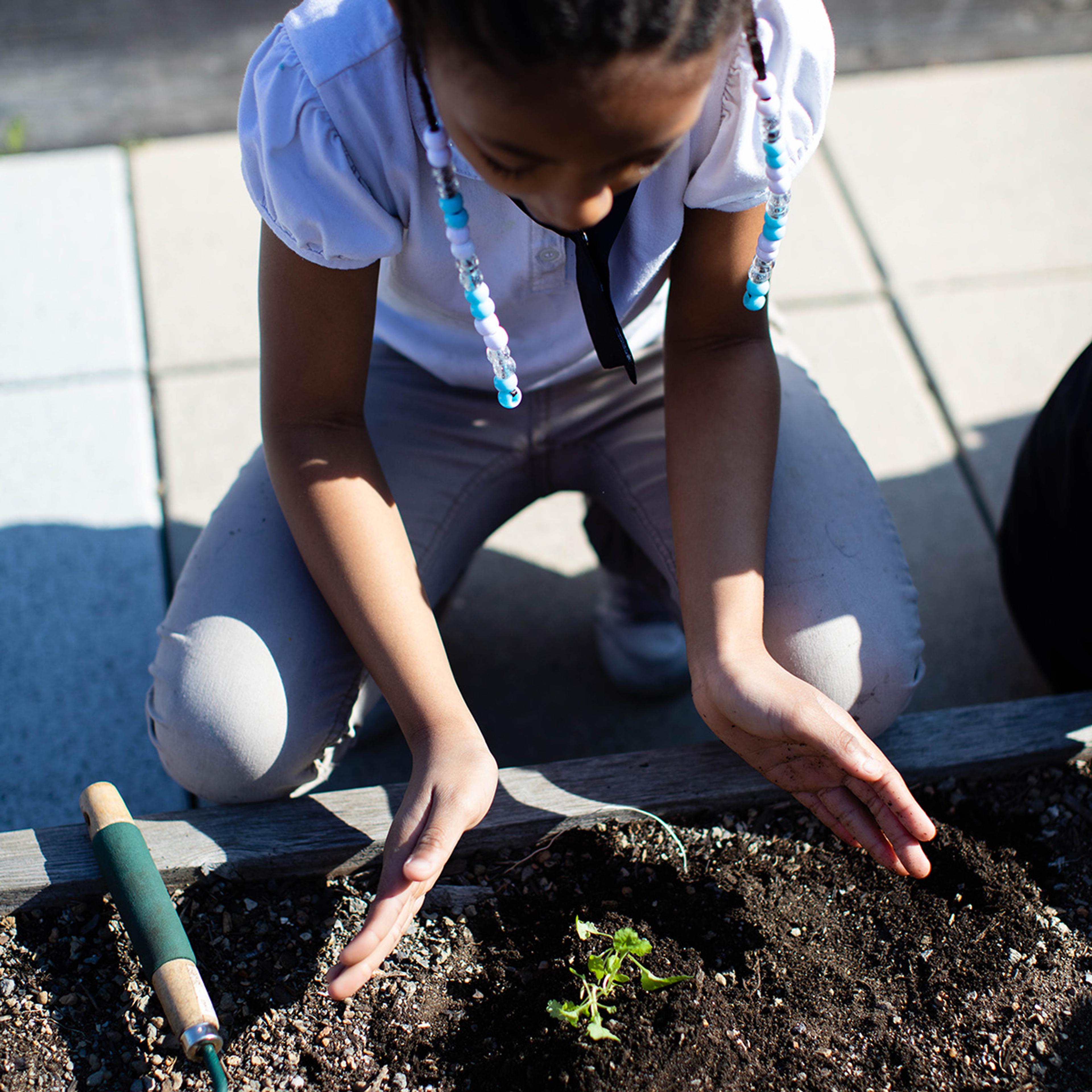 Young girl plants in the school garden.
