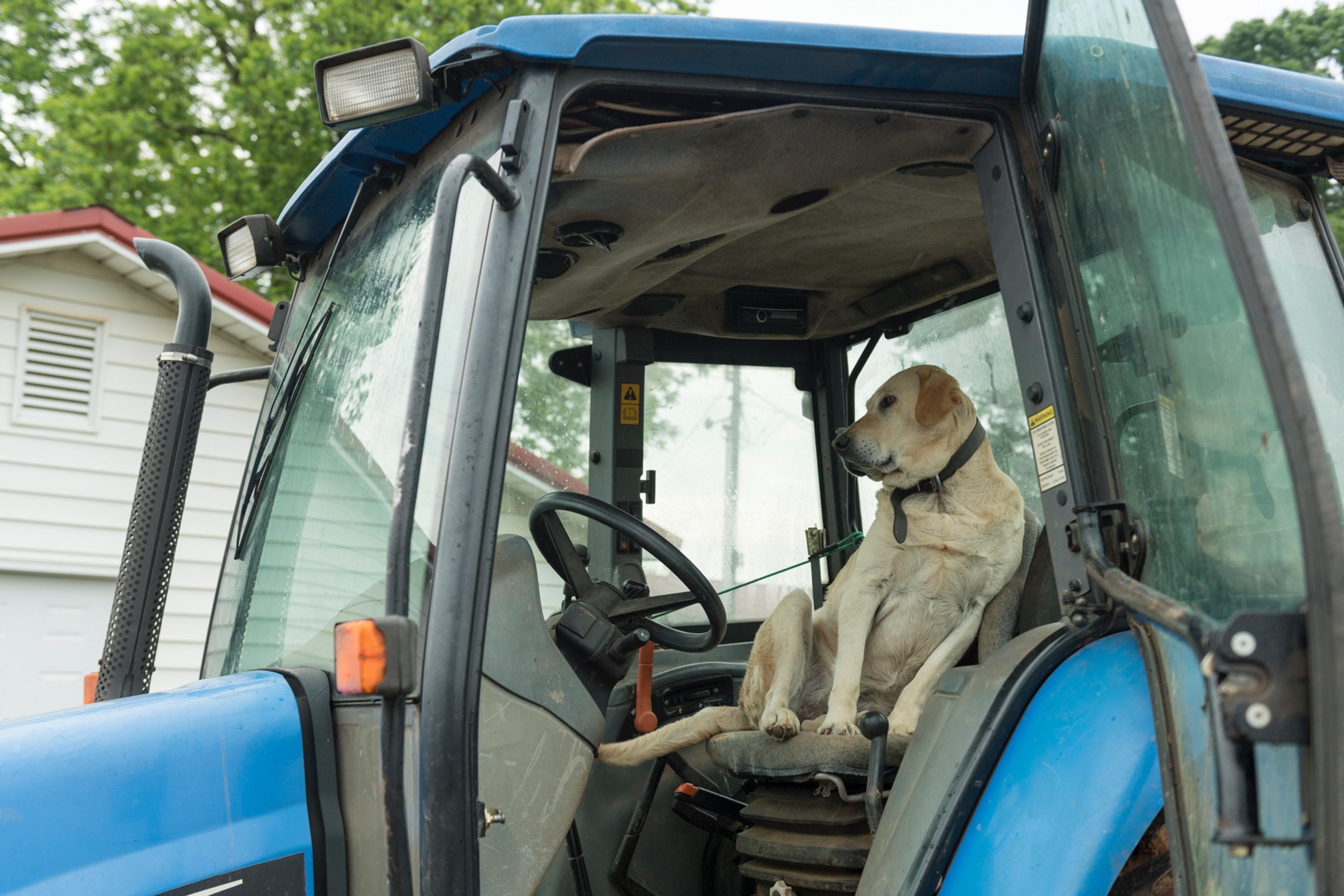 A yellow lab sits in the driver’s seat in a blue farm tractor.