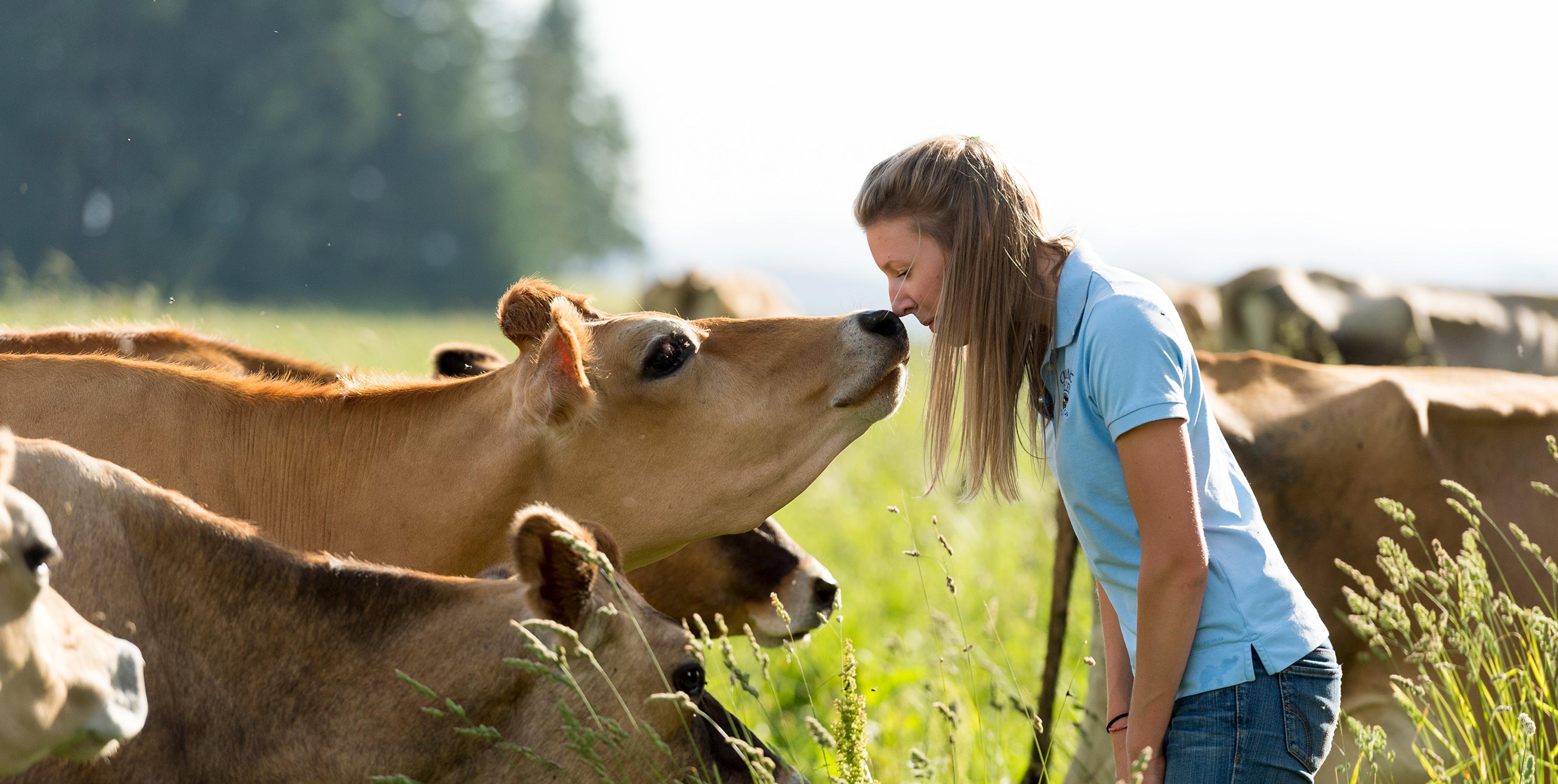 A farmer standing in the field with some cows.