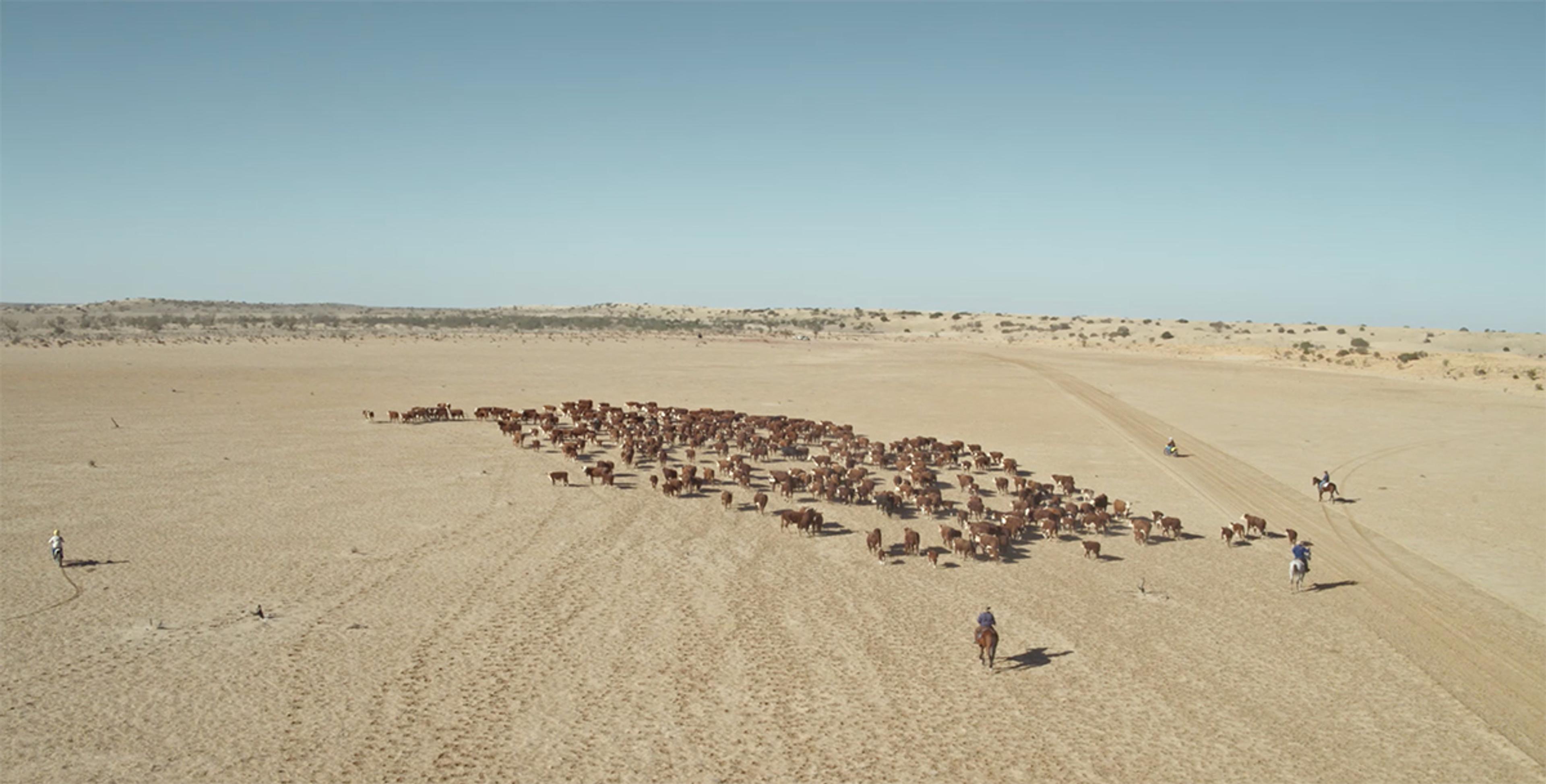 A herd of cows is herded by cowboys on horses and dirt bikes across a sandy stretch of land toward a green stretch in the distance.