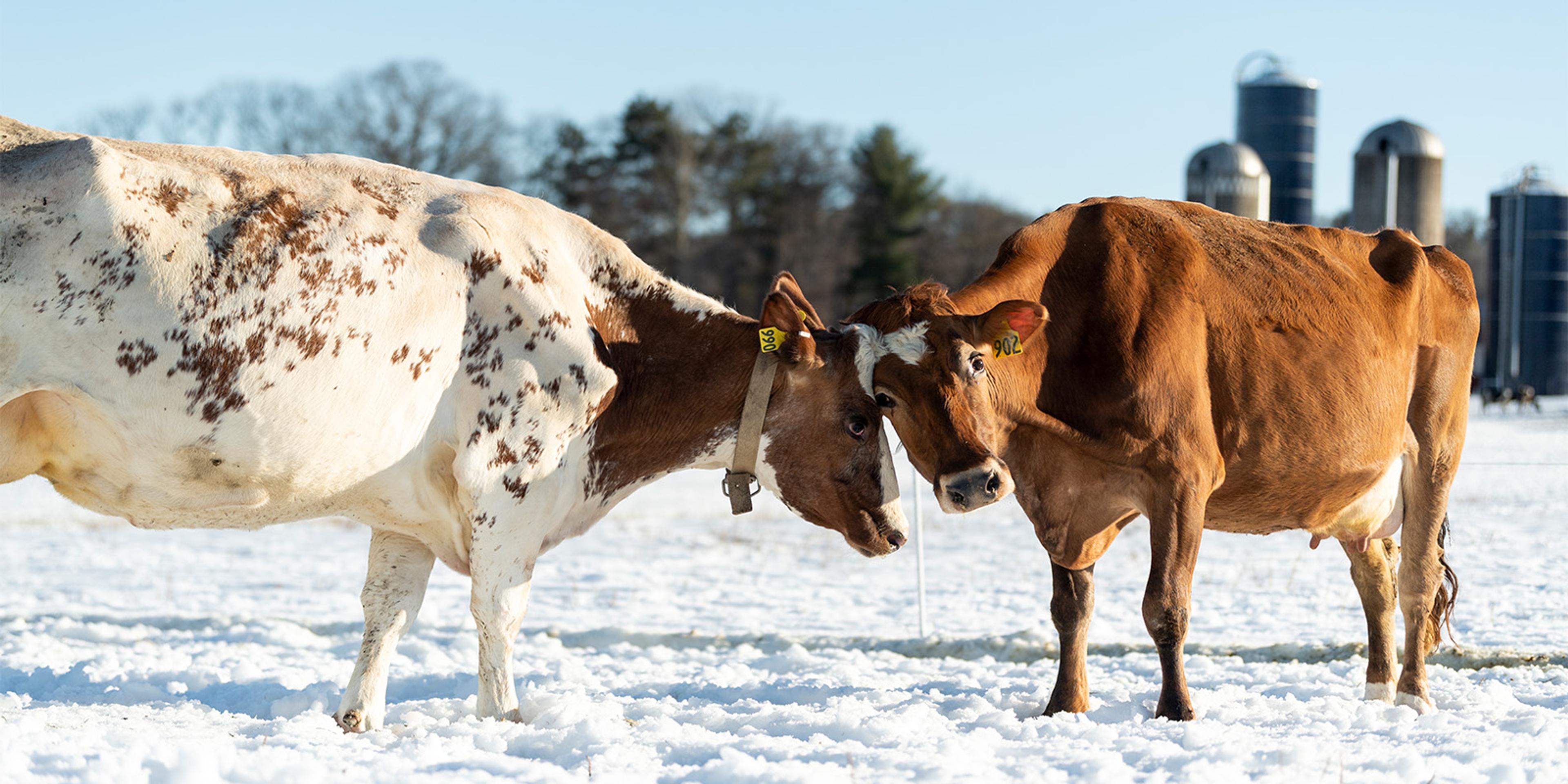 Cows stand in snow.