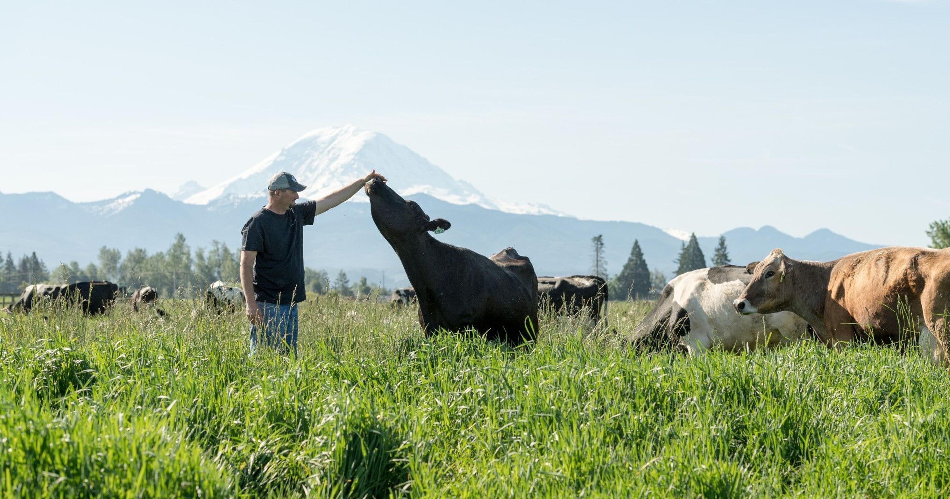 A cow licks Brian DeGroot’s hand at his Washington farm.