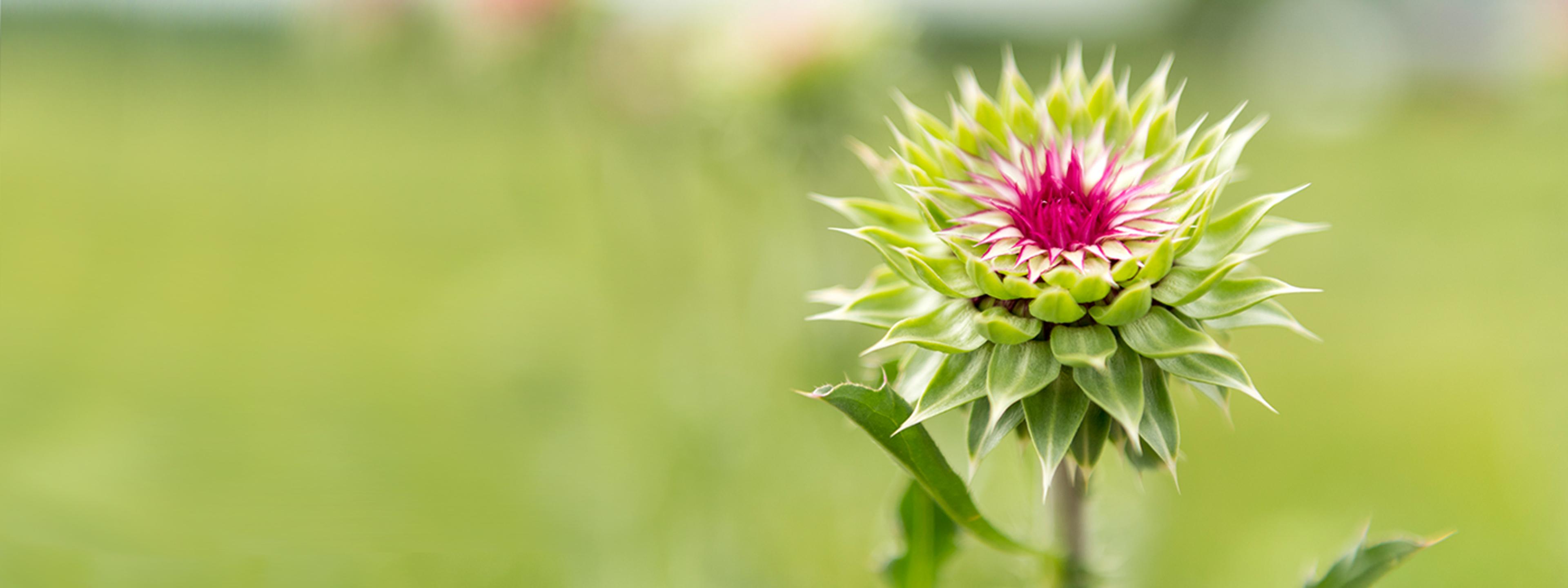 A flower on the Regli's Organic Valley family farm