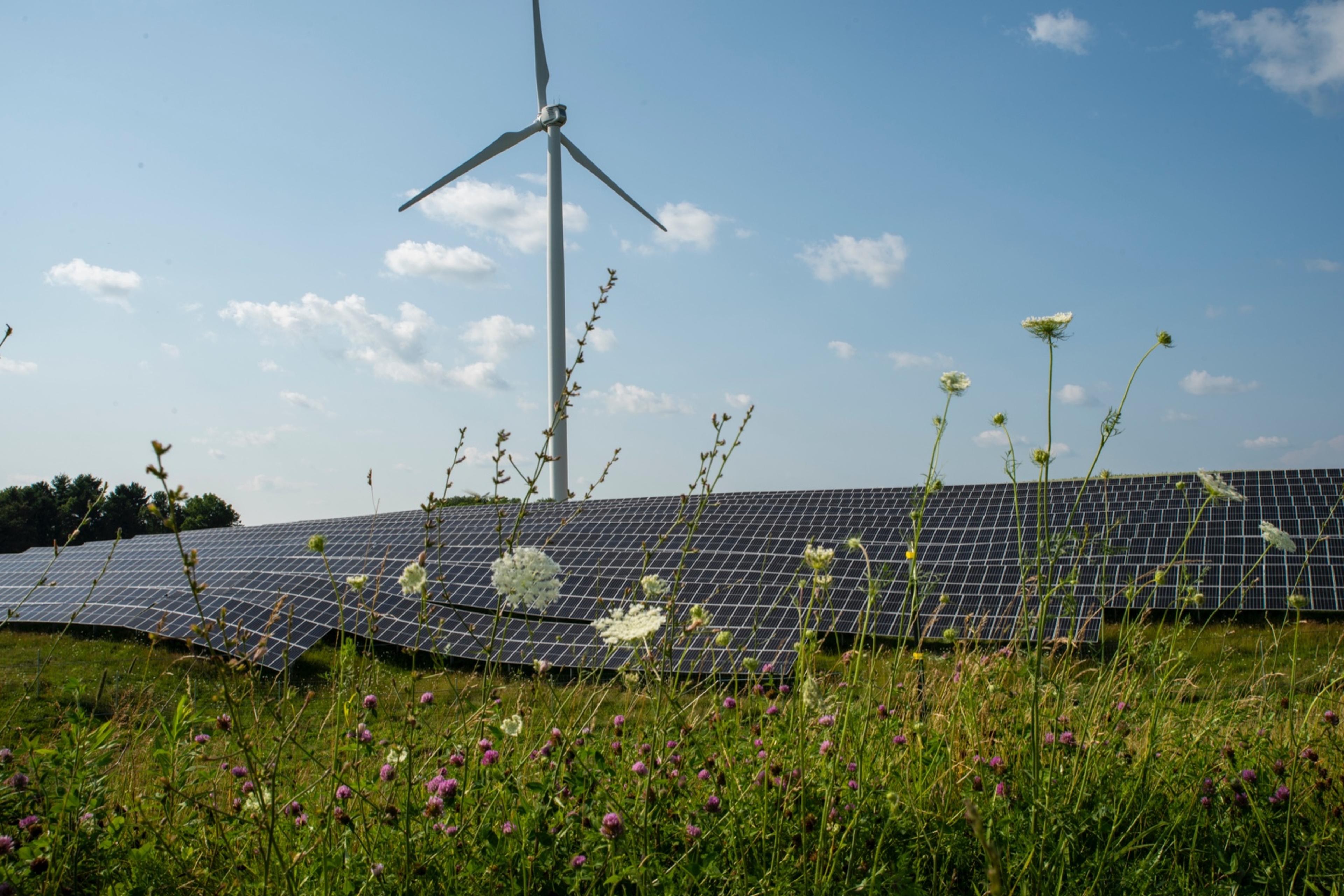 A view of the solar array with a wind turbine in the background and colorful wildflowers in the foreground.