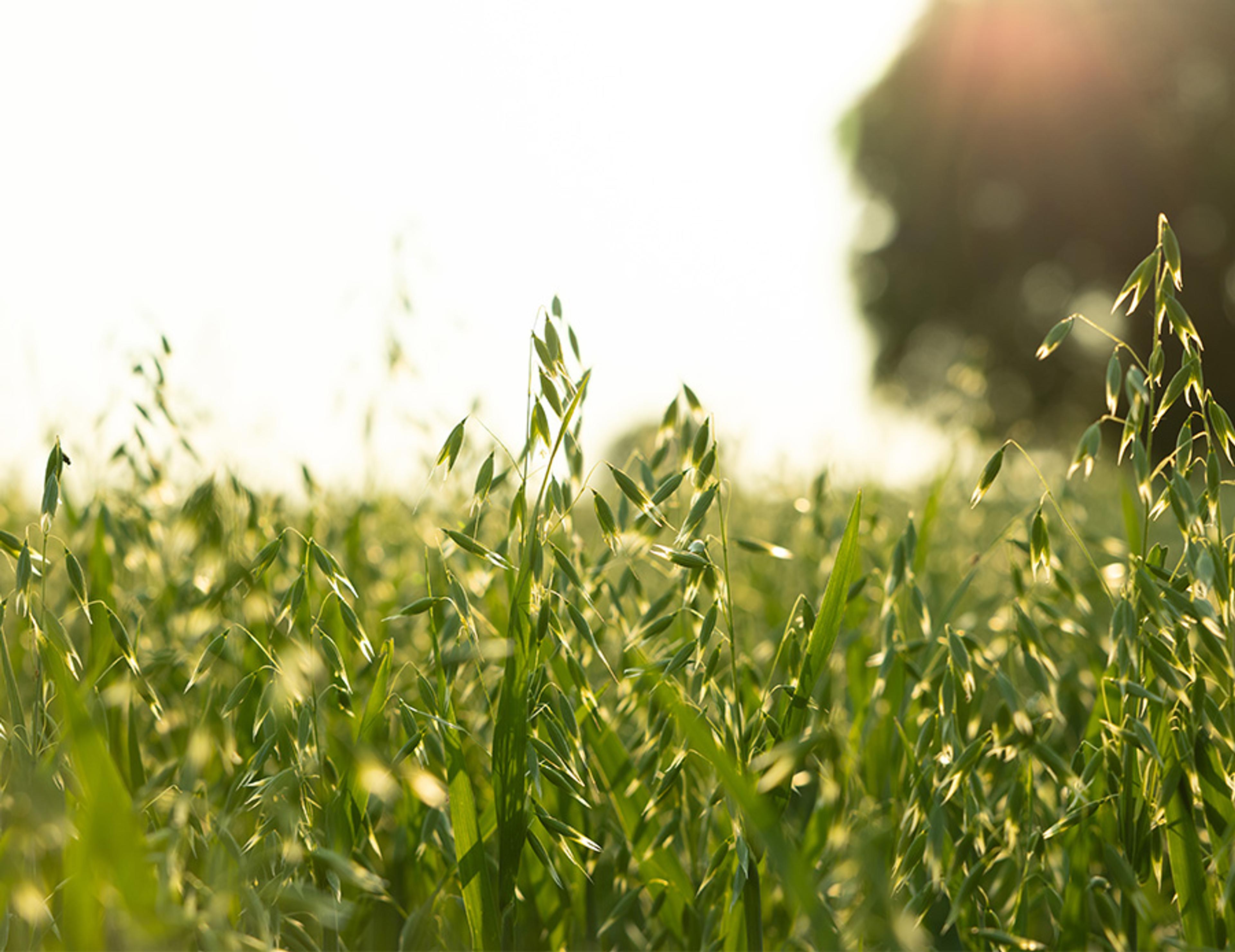 A field of green wheat.