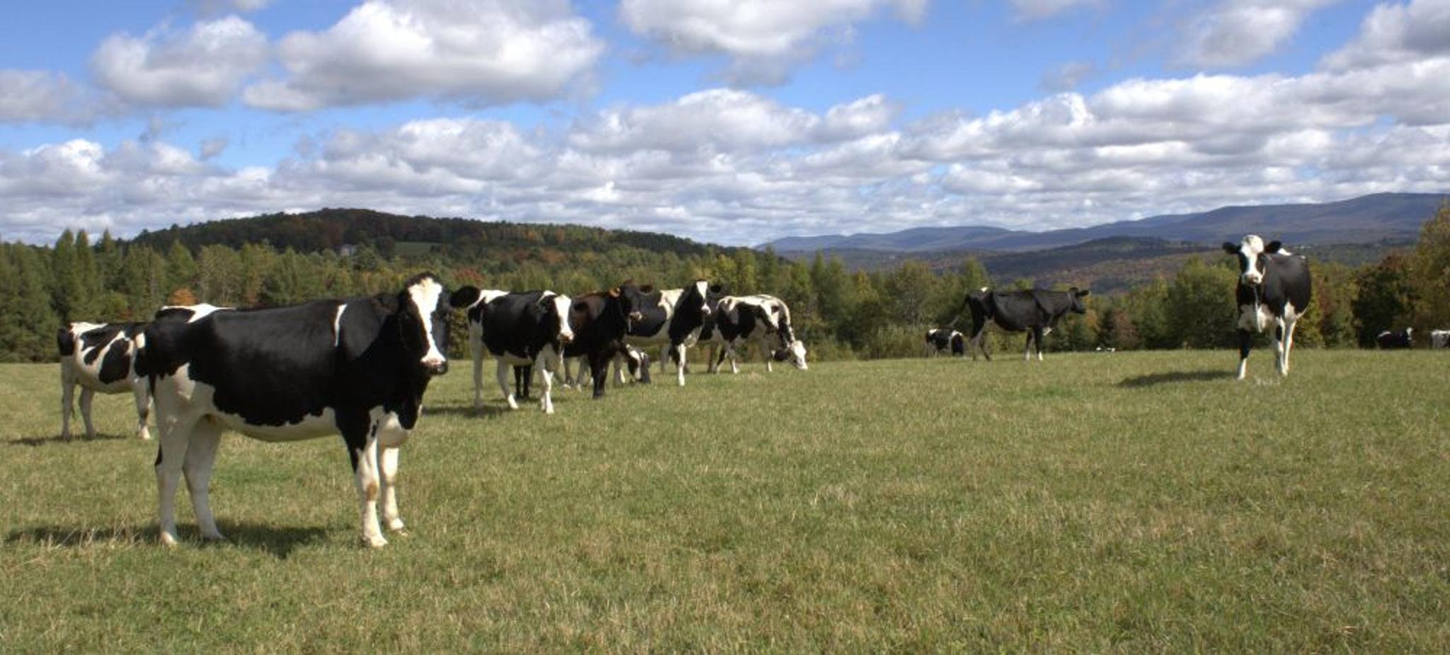 Holstein cows graze at the Paris family dairy farm in Vermont.