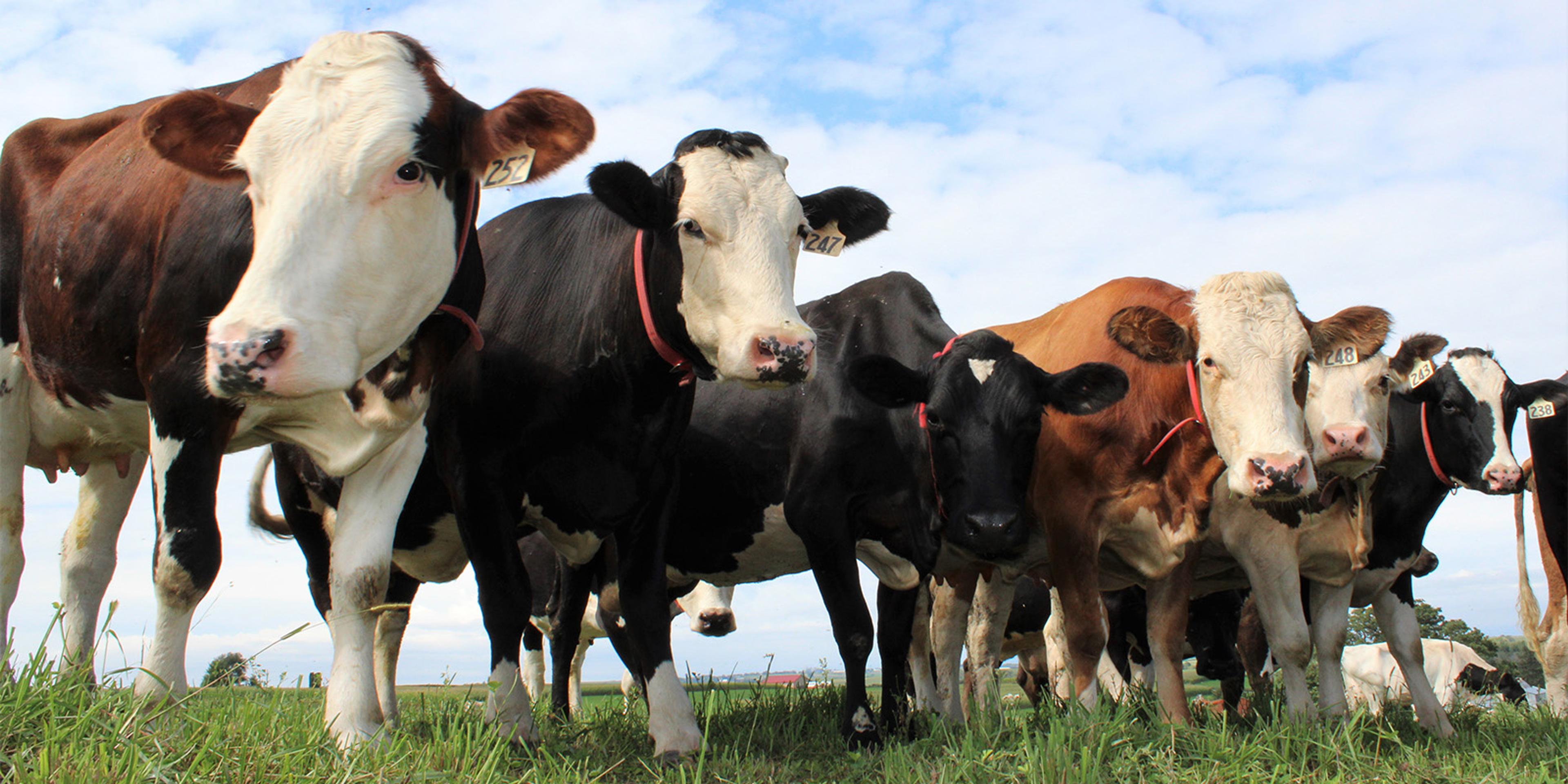 Six dairy cows stand on pasture at the Hershberger organic farm in Wisconsin.