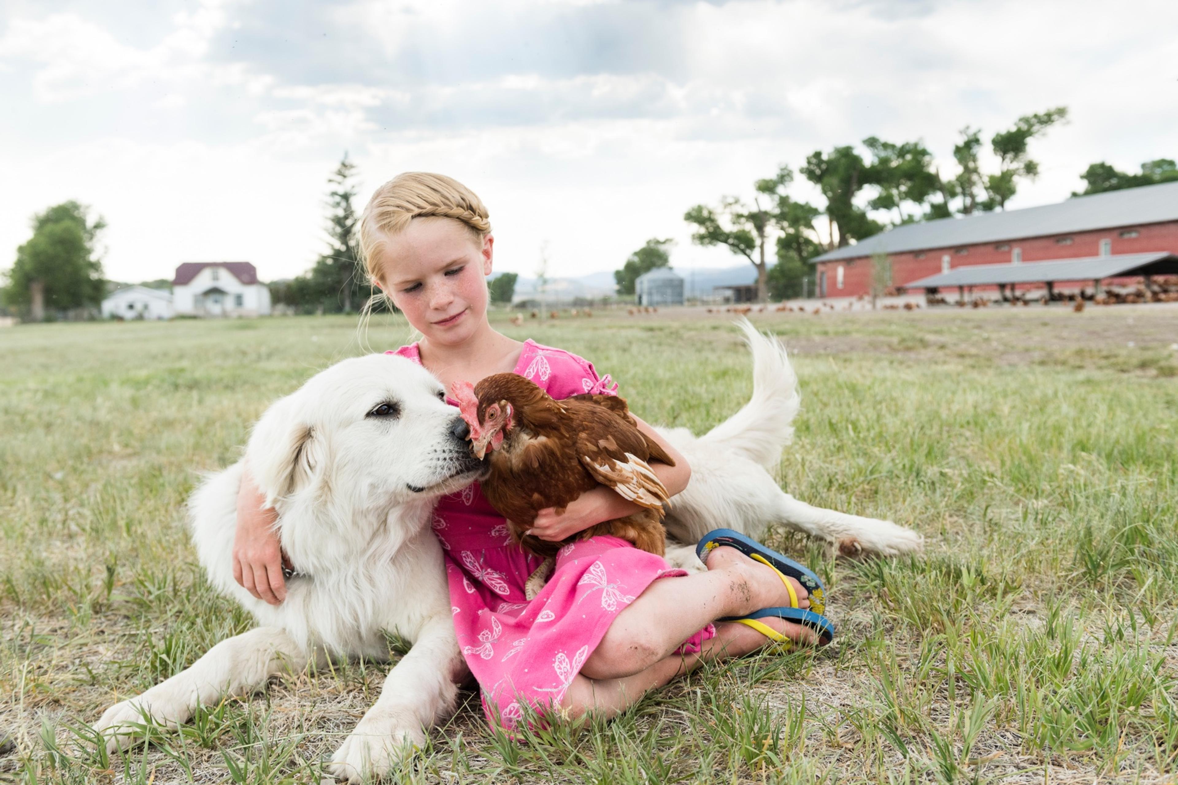 A large white dog sniffs a brown chicken being held by a girl in a pink dress.