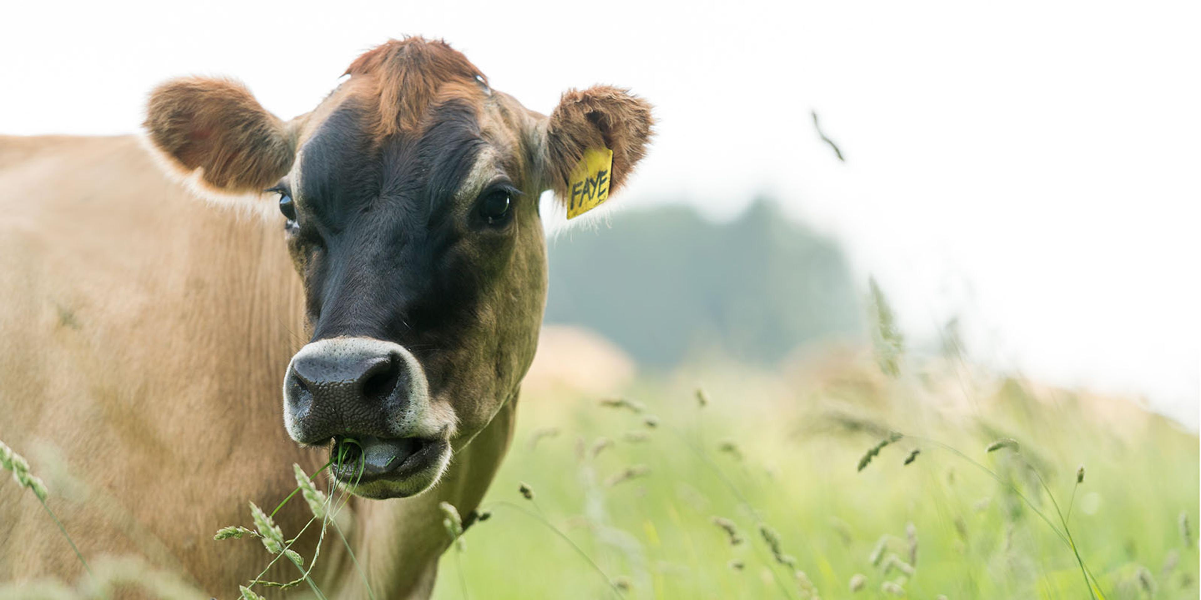 Cow names "Faye" enjoys fresh grass on the pasture of the Bansen farm in Oregon.