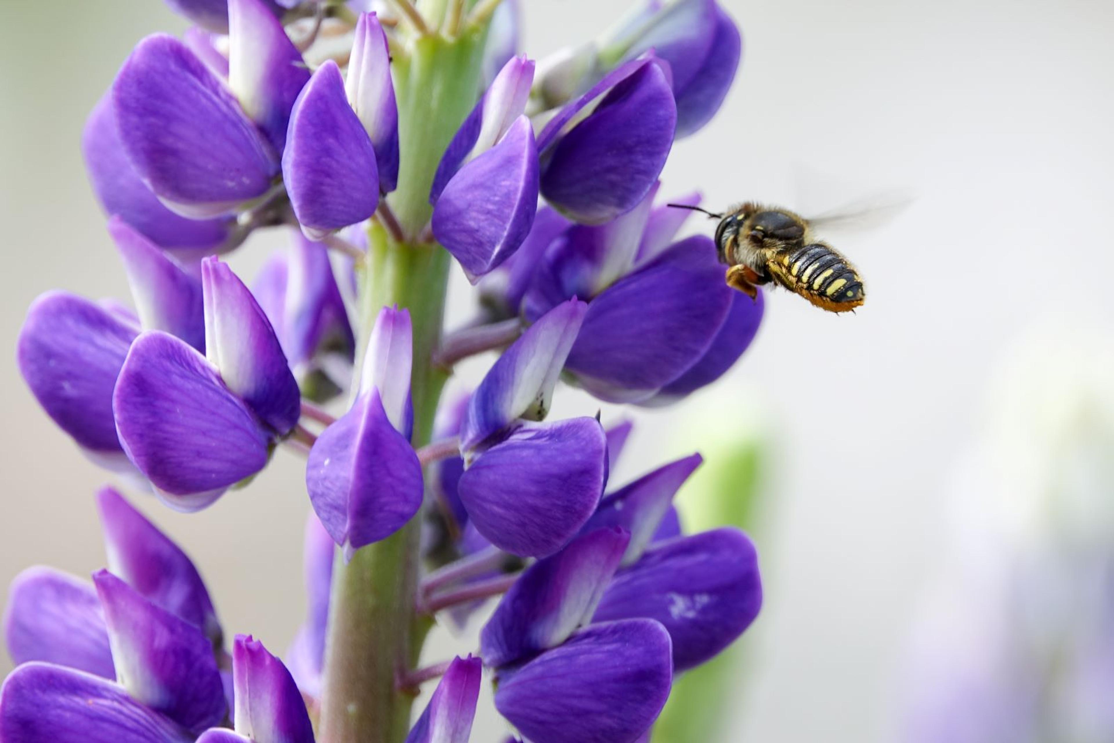 A honeybee flies toward lupine