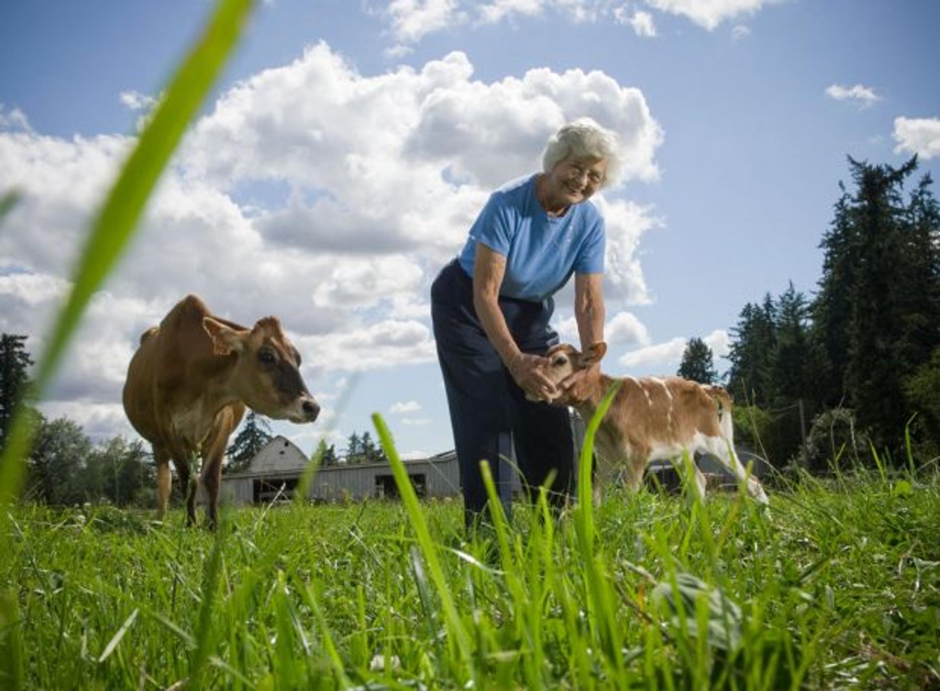 Grandmother farmer stands in the pasture and pets a calf while looking at the camera and smiling.