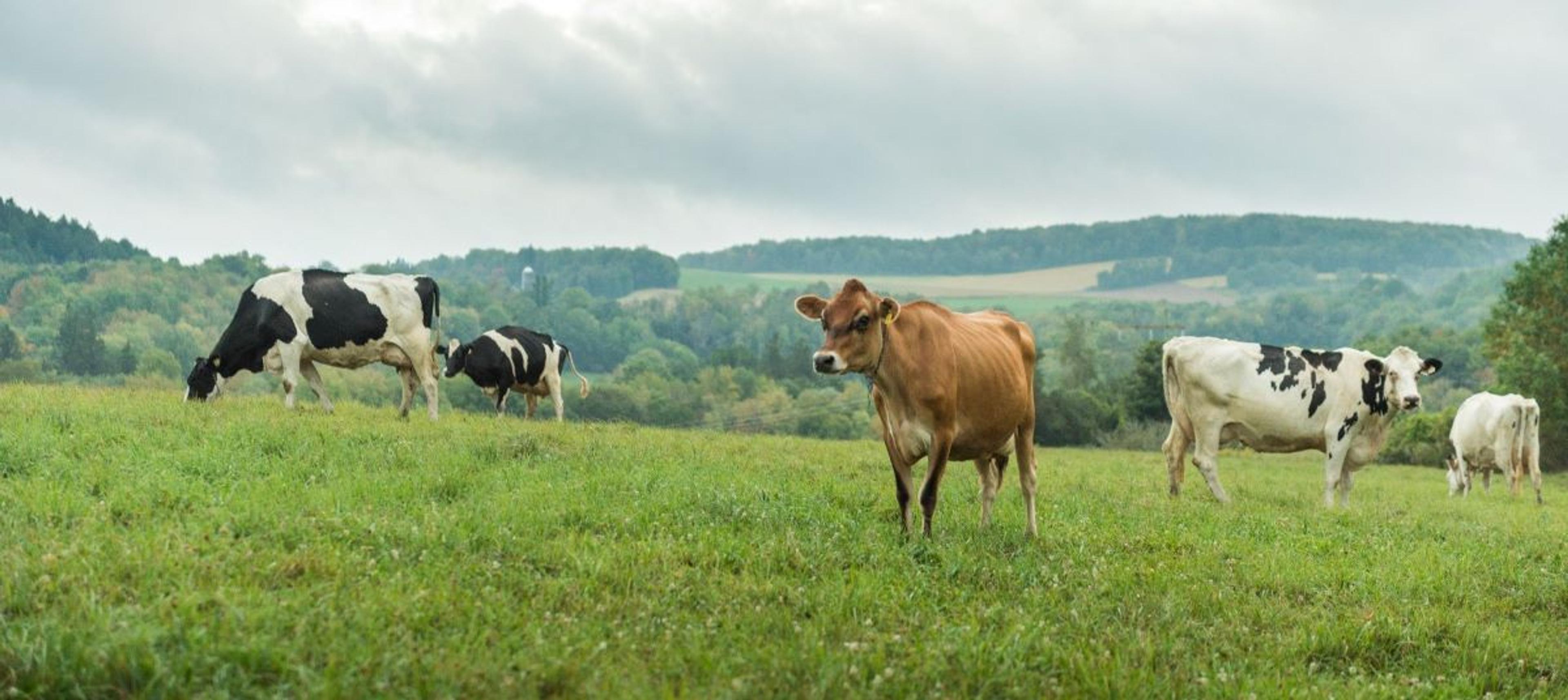 Cows graze at the Miller family farm in New York.