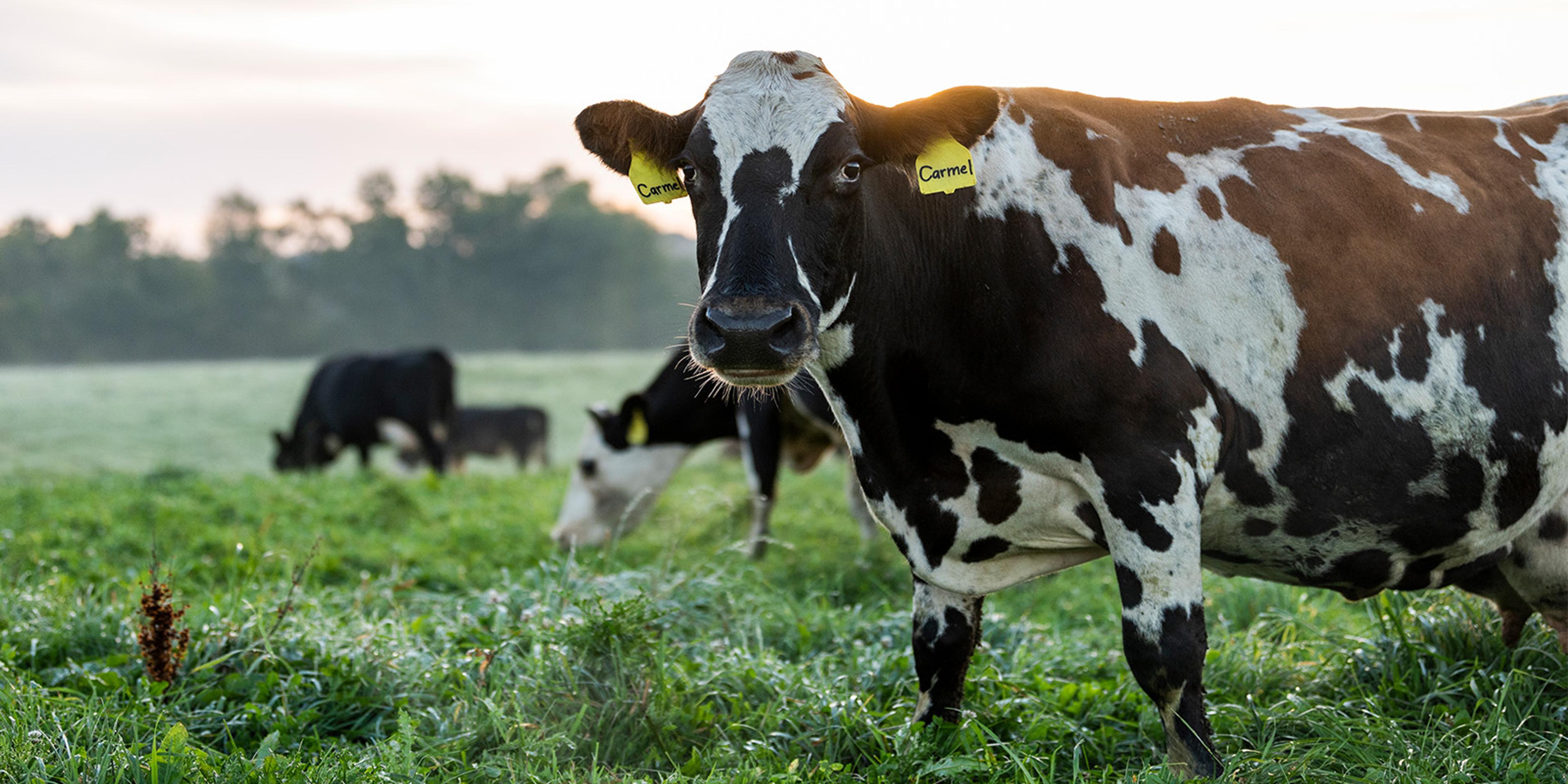 Cows on dewy pasture.