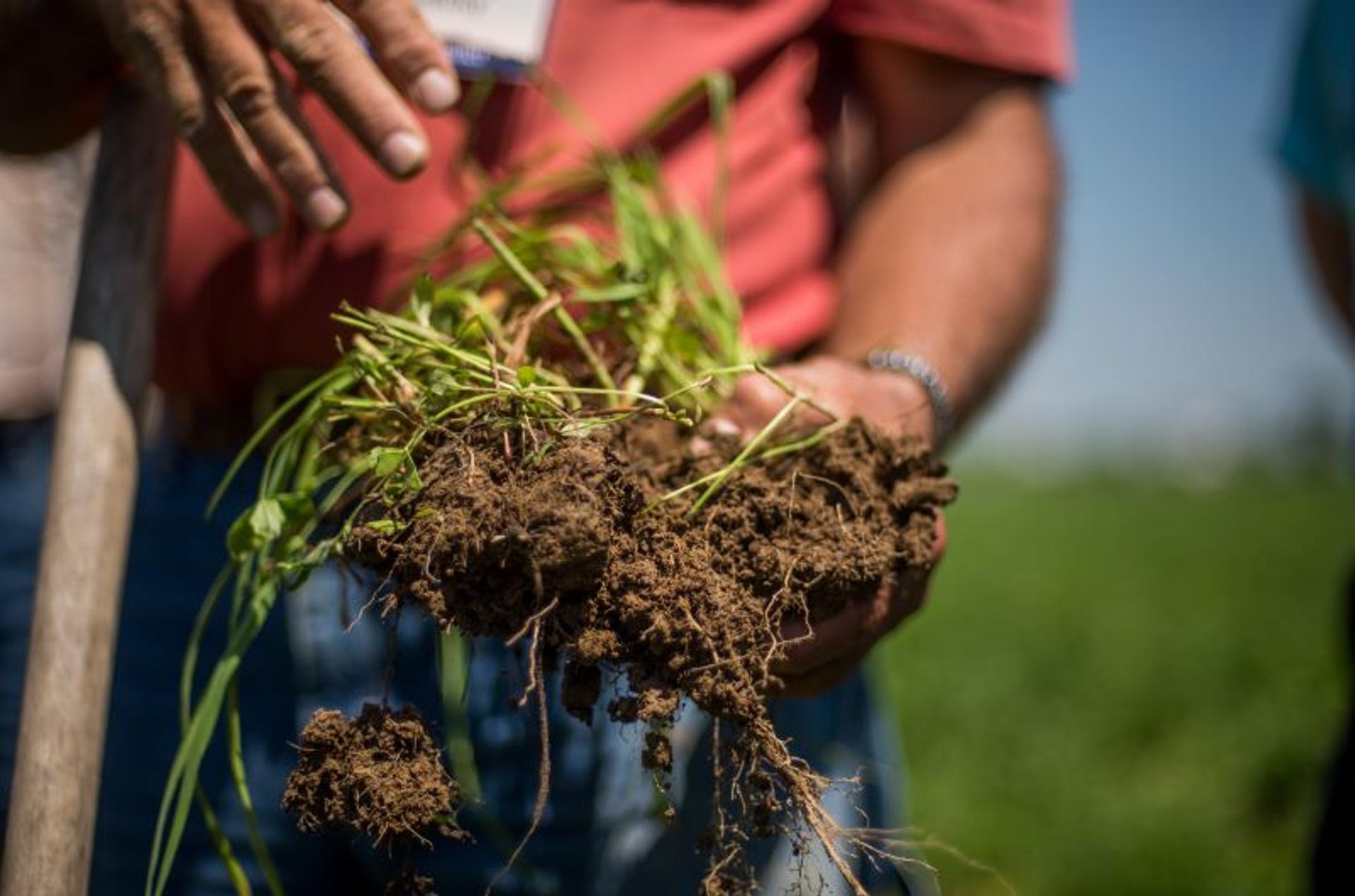 An Organic Valley farmer displays a root system on his Ohio farm.