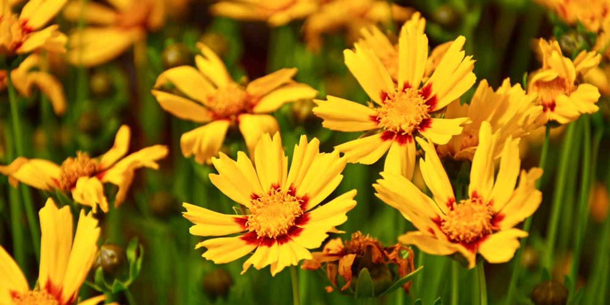 Coreopsis plants shown close up.